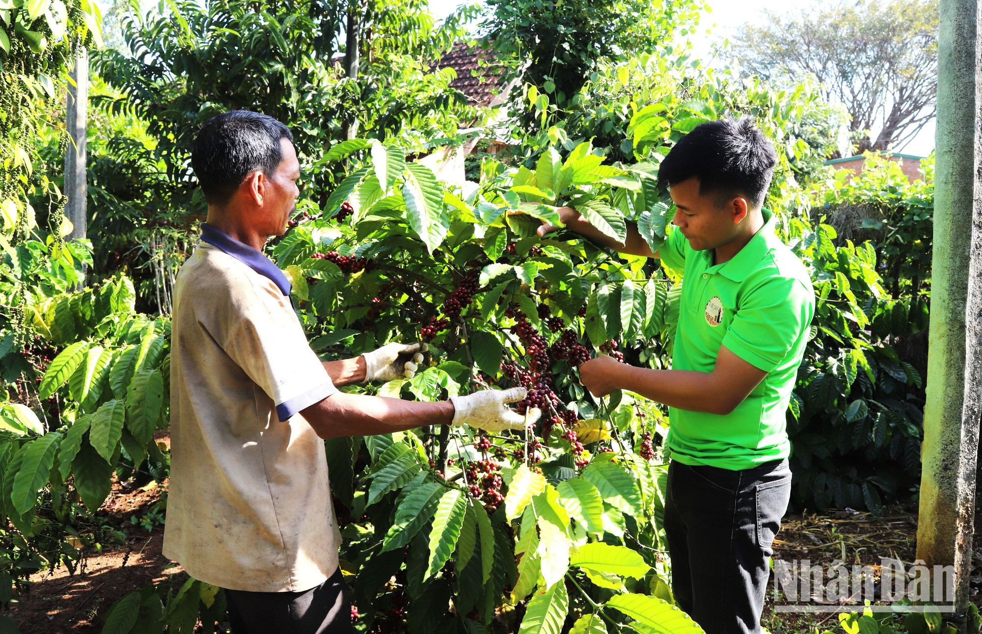 Đồng bào dân tộc tỉnh Đắk Lắk chăm lo phát triển kinh tế, nâng cao đời sống về mọi mặt.
