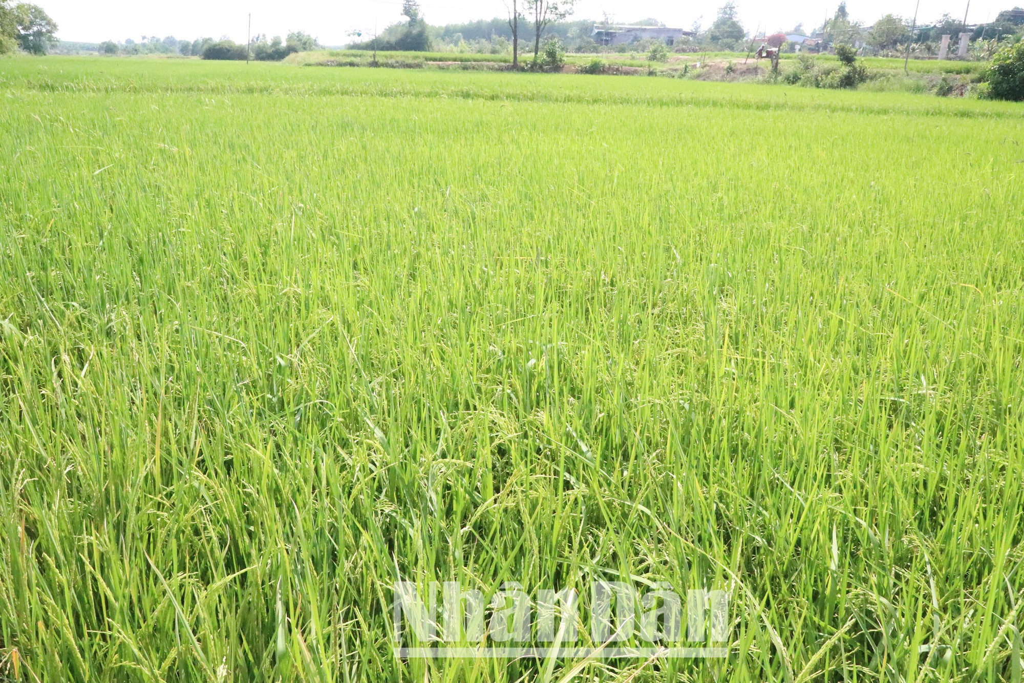 Vụ Đông Xuân 2023-2024, toàn tỉnh Đắk Lắk gieo trồng được 62.981 ha cây trồng ngắn ngày các loại, trong đó có 40.000 ha lúa nước.