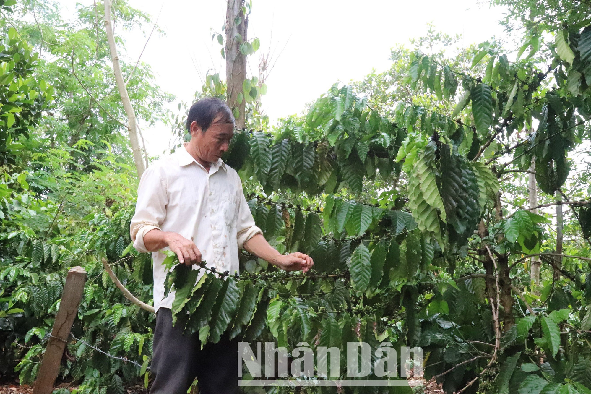 Ngoài ra, trên địa bàn tỉnh còn có hơn 213.000 ha cà-phê, 27.720 ha điều, 32.820 ha hồ tiêu và 43.324 ha cây ăn quả… nên nhu cầu nước tưới là rất lớn.