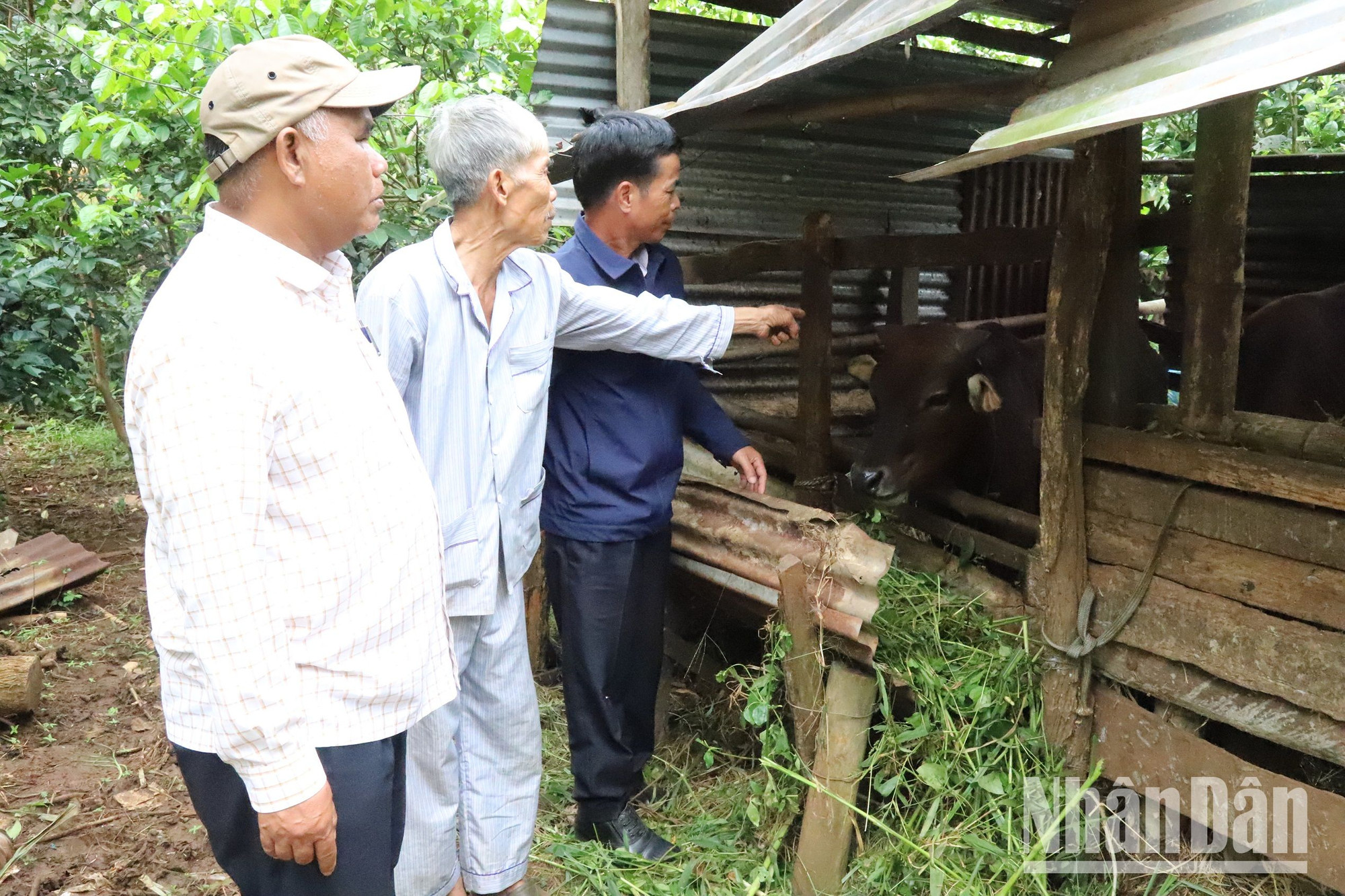 Gia đình đồng chí Đặng Sỹ Côi, 76 tuổi, là đảng viên có hoàn cảnh khó khăn của chi bộ thôn Bình Hòa 2, xã Bình Thuận, năm 2023 được Đảng ủy xã trao tặng “Sổ tiết kiệm Búa liềm vàng” là một con bò trị giá 11 triệu đồng để chăn nuôi, ổn định cuộc sống.
