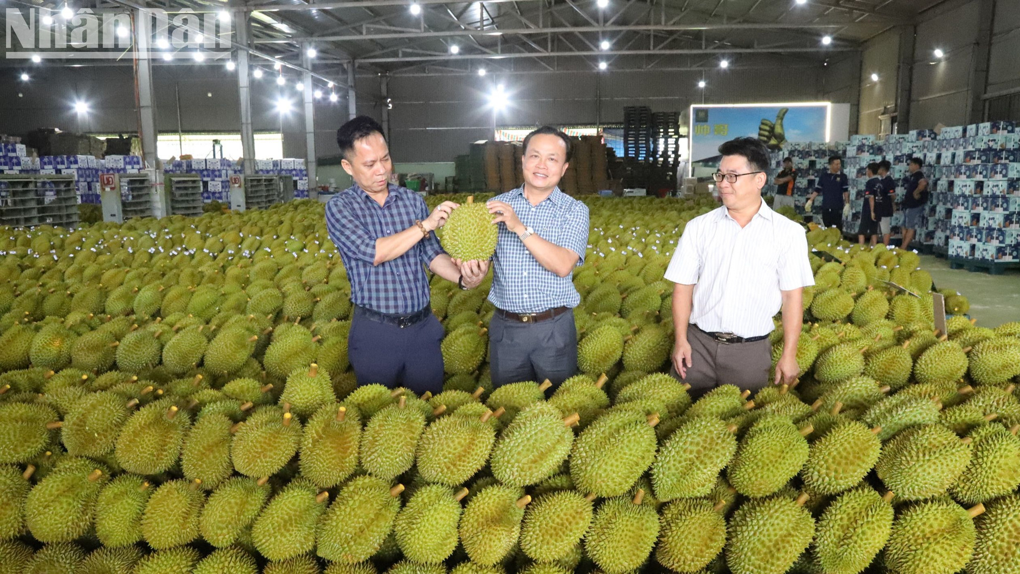 Không chỉ người dân mà các doanh nghiệp thu mua sầu riêng xuất khẩu cũng hết sức phấn khởi vì việc xuất khẩu sầu riêng sang Trung Quốc năm nay khá thuận lợi.