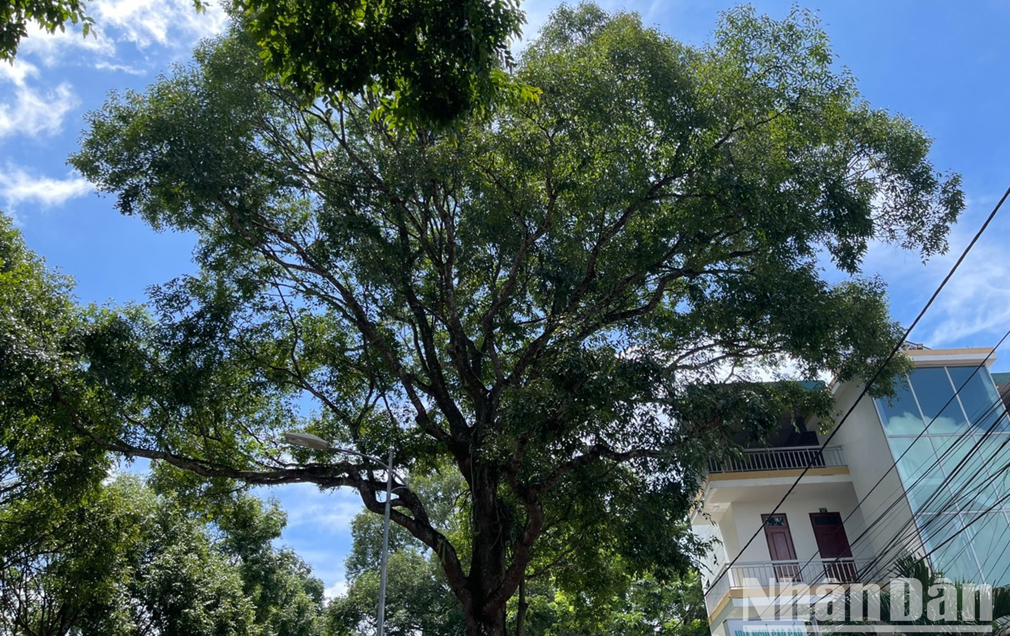 Những cây Sao đen có chiều cao hàng chục mét, tán rộng che mát cả những ngôi nhà bên dưới.