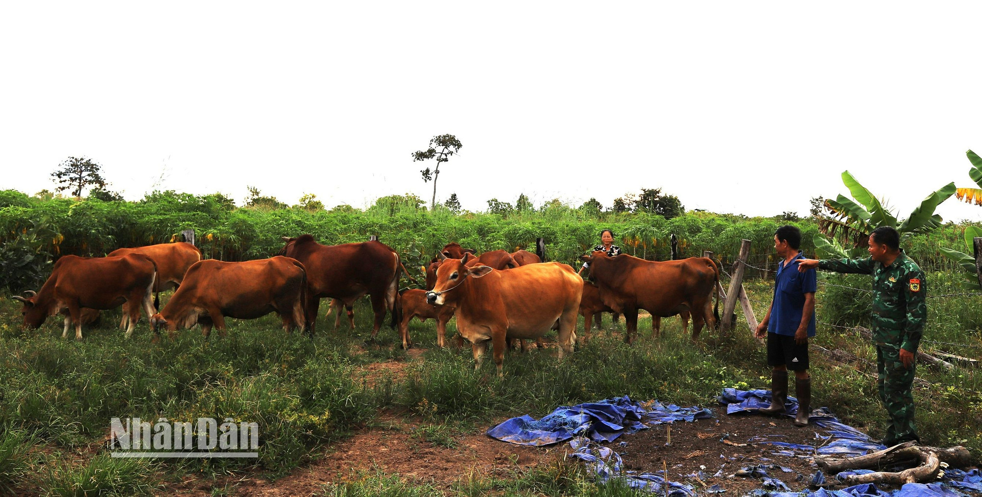 Được sự hỗ trợ của Thiếu tá Từ Văn Sương, đàn bò của gia đình ông Nguyễn Văn Triều ở thôn Dự, xã biên giới Ia Lốp, huyện Ea Súp ngày càng sinh sôi nảy nở, giúp gia đình ông thoát nghèo. Được sự hỗ trợ của Thiếu tá Từ Văn Sương, đàn bò của gia đình ông Nguyễn Văn Triều ở thôn Dự, xã biên giới Ia Lốp, huyện Ea Súp ngày càng sinh sôi nảy nở, giúp gia đình ông thoát nghèo.