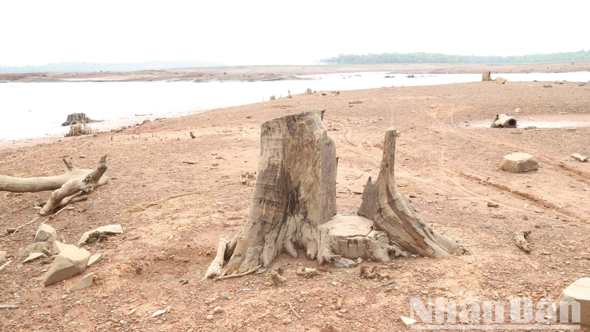 Những gốc cây dưới lòng hồ nổi trên mặt đất.