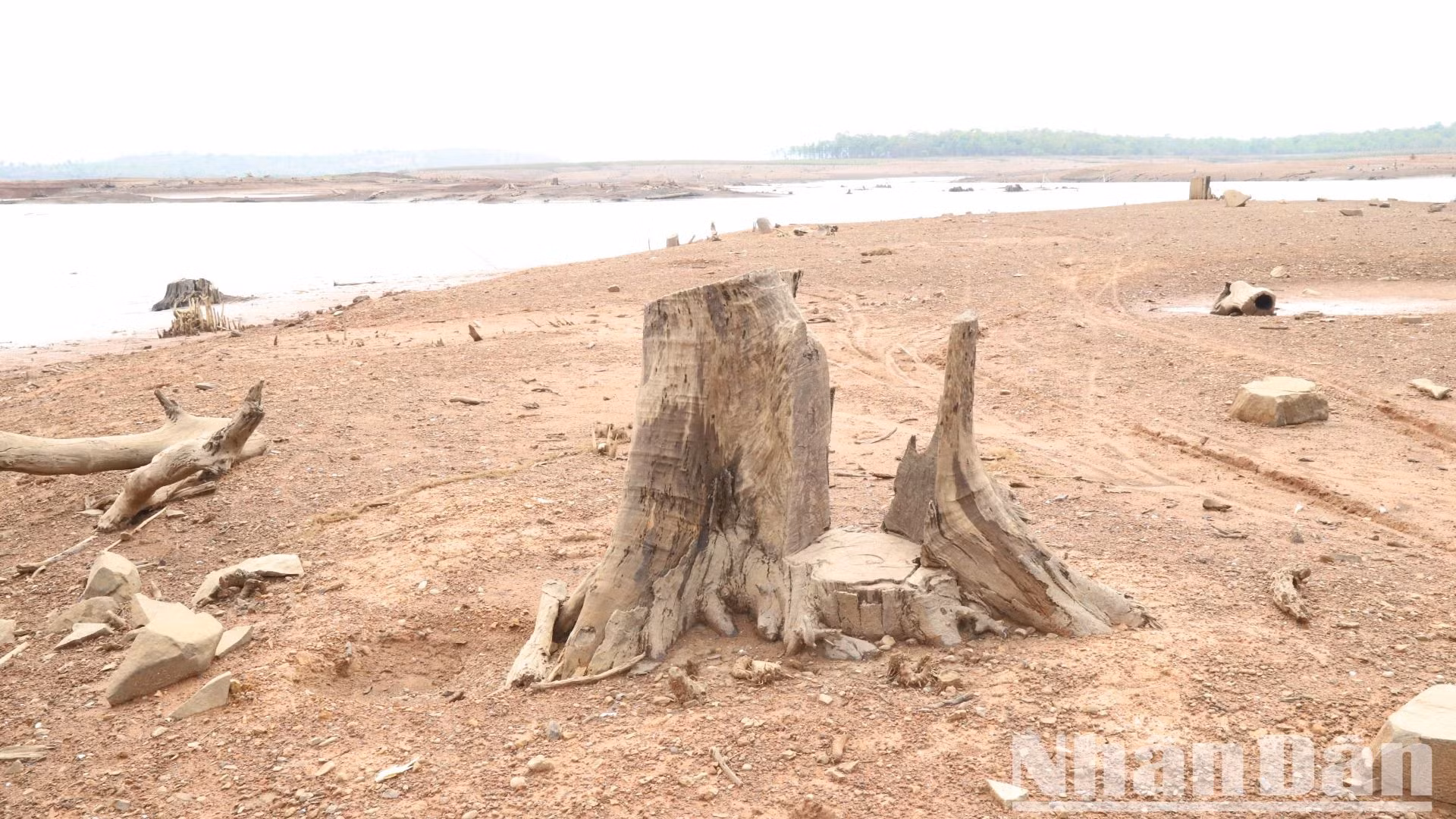 Những gốc cây dưới lòng hồ nổi trên mặt đất.