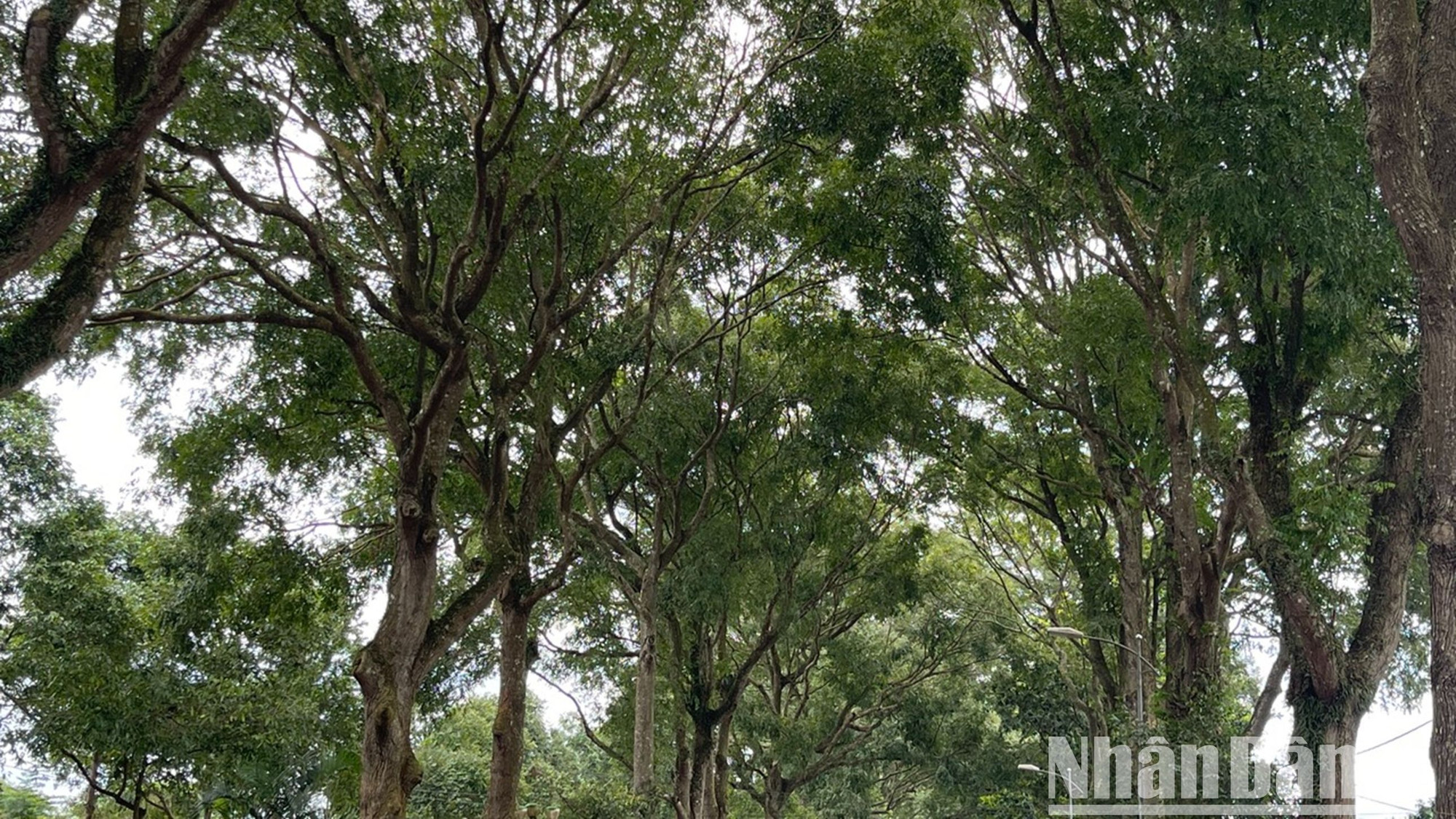 Các hàng cây đều được trồng chỉn chu tạo cảm giác thoáng đãng, thư thái.