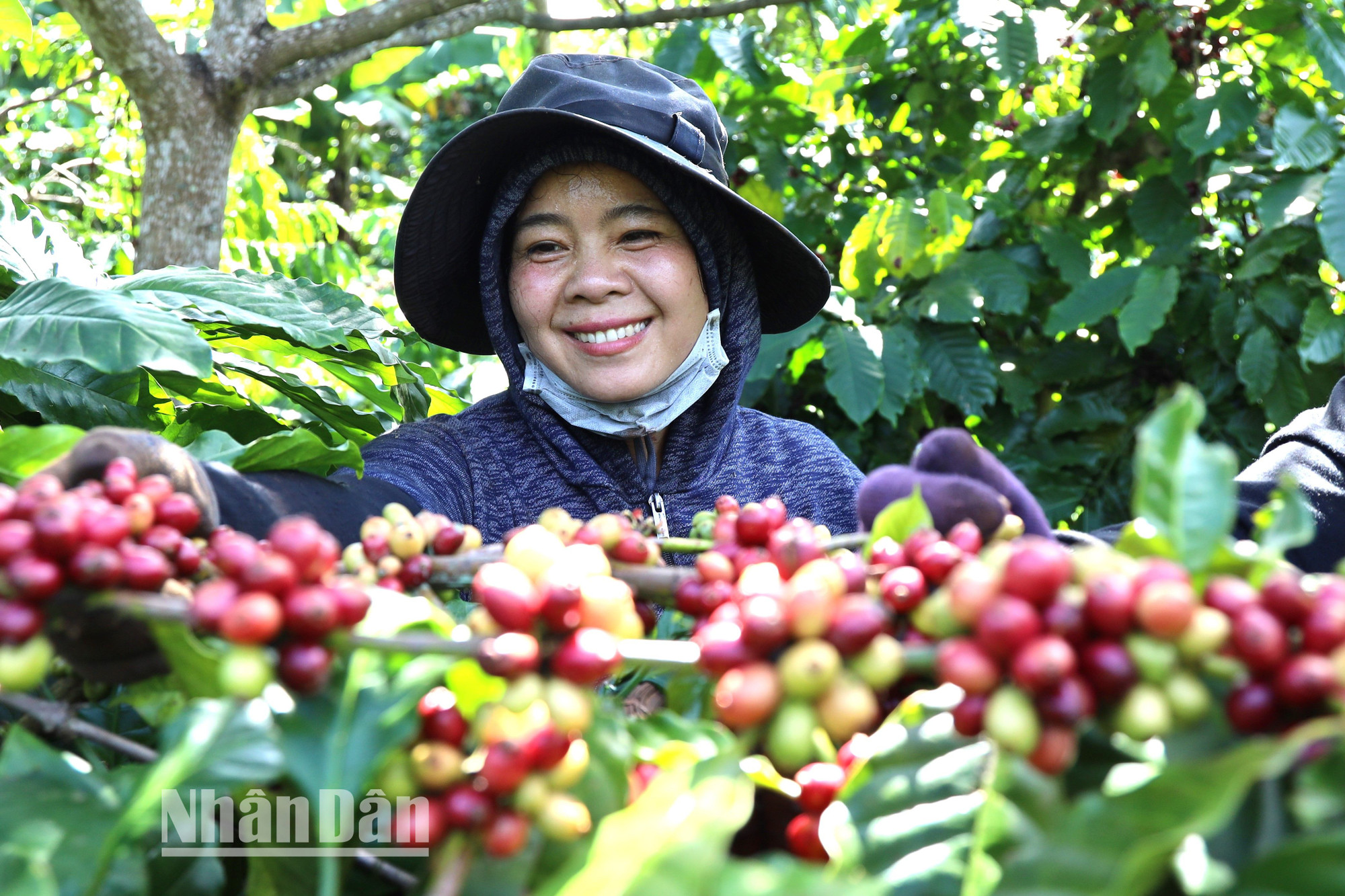 Nhờ trồng cà-phê, nông dân ở Đắk Lắk có cuộc sống khá giả.