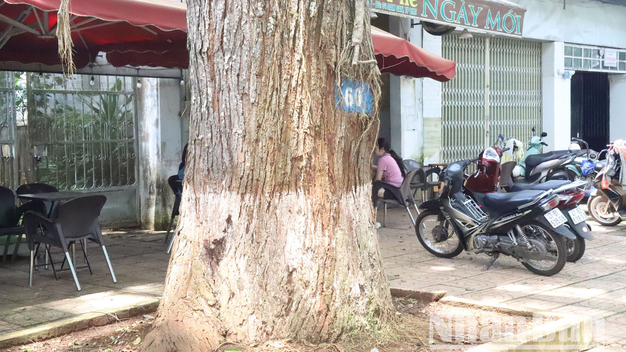 Những cây Sao đen cổ thụ hàng trăm năm tuổi có đường kính gốc khá lớn.