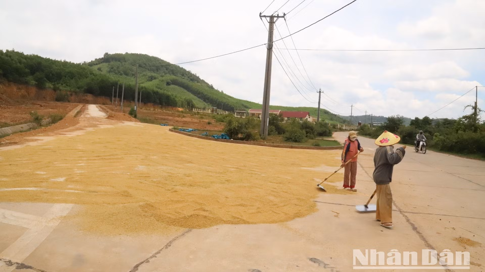 Do dự án bỏ bị hoang nên người dân địa phương tận dụng đường bê-tông để phơi lúa.