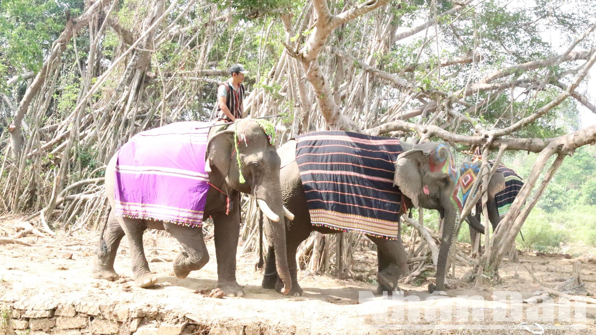 Từ xa xưa, Buôn Đôn đã nổi tiếng là vùng đất săn và thuần dưỡng voi rừng.