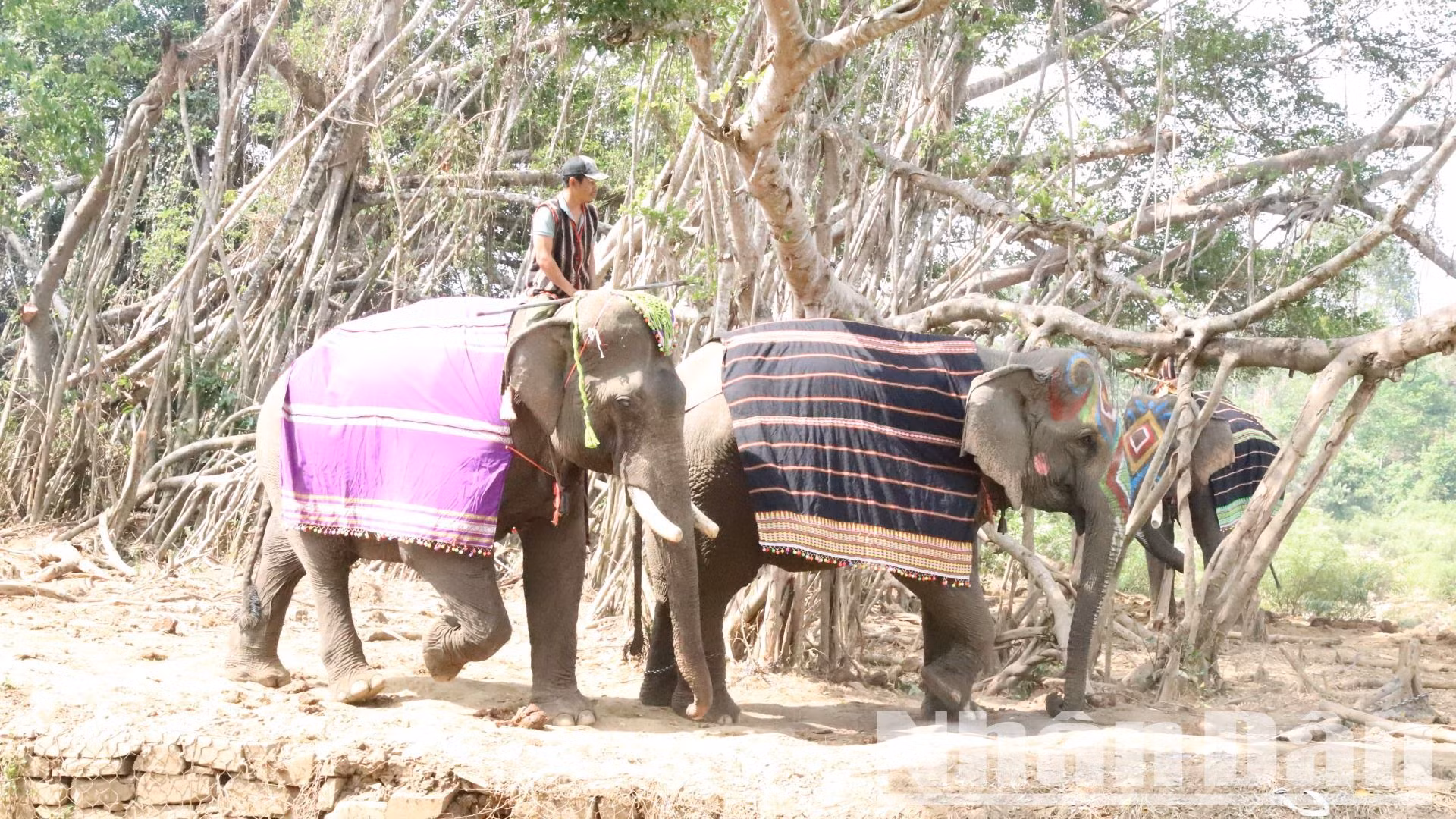 Từ xa xưa, Buôn Đôn đã nổi tiếng là vùng đất săn và thuần dưỡng voi rừng.
