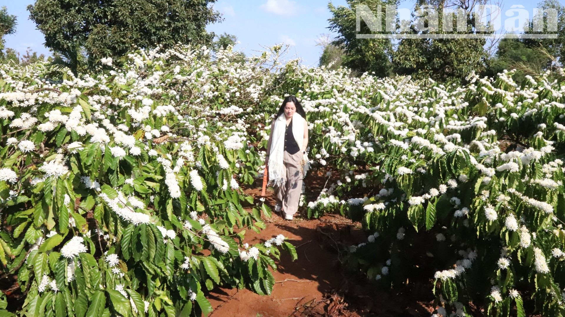Những vườn cà-phê bạt ngàn ra hoa trắng muốt, tinh khôi làm cho núi đồi Tây Nguyên thêm phần thơ mộng và quyến rũ hơn.