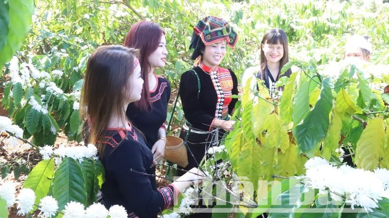 Đến với Lễ hội Cà-phê Buôn Ma Thuột lần thứ 9 năm 2025, du khách sẽ được tham gia các tour trải nghiệm khám phá chuyên đề cà-phê, chụp ảnh tại vườn hoa cà-phê.