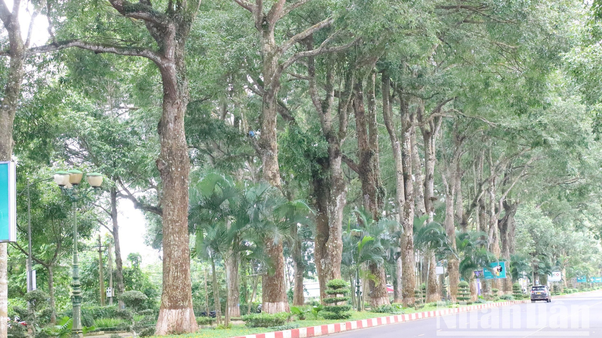 Hàng cây Sao đen cổ thụ hai bên đường dẫn vào Cảng hàng không Buôn Ma Thuột.