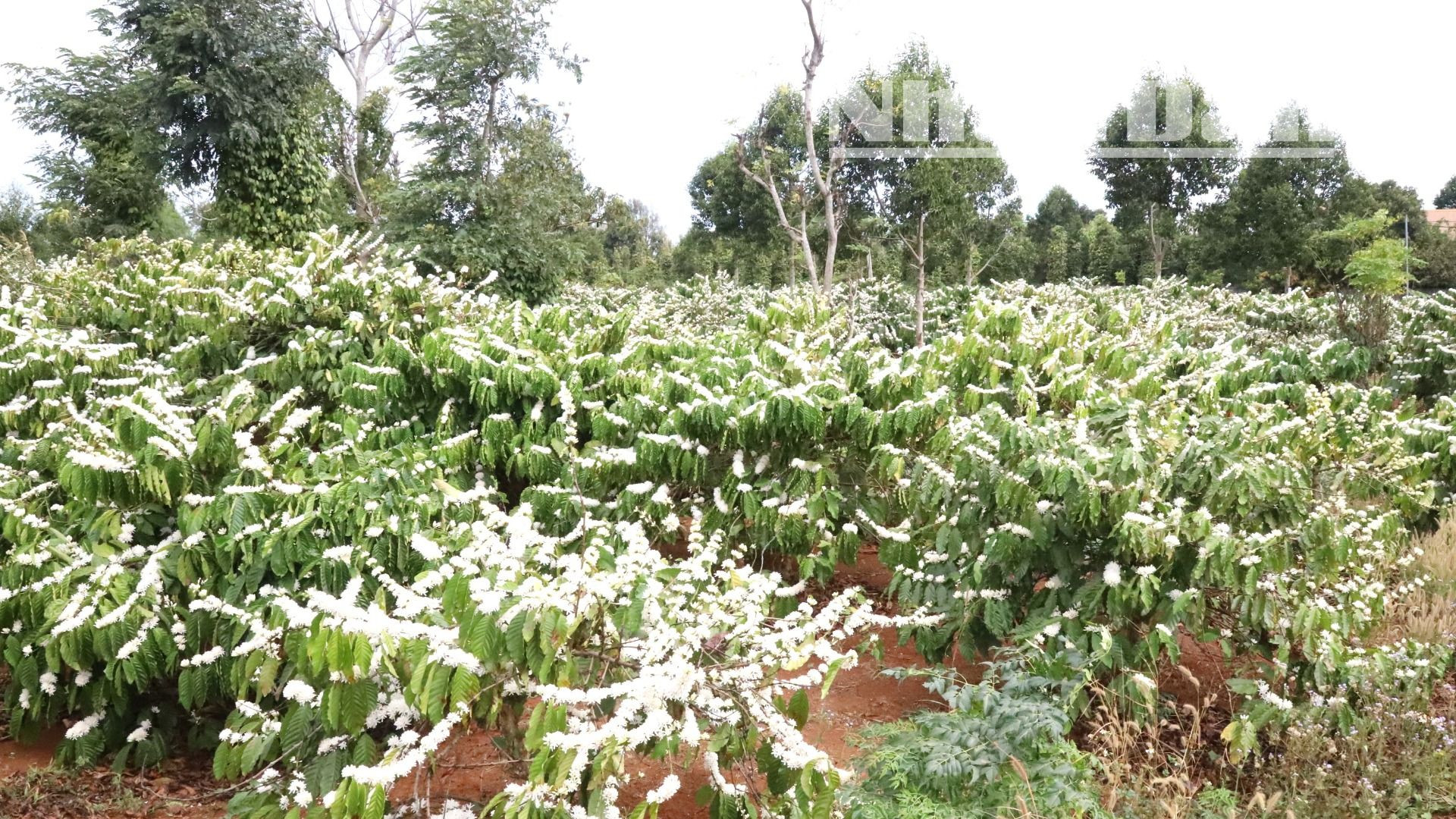 Mùa hoa cà-phê ở Tây Nguyên bắt đầu từ cuối tháng 11 cho tới hết tháng 4 năm sau, và vào độ đẹp nhất từ cuối tháng 2 và đầu tháng 3.