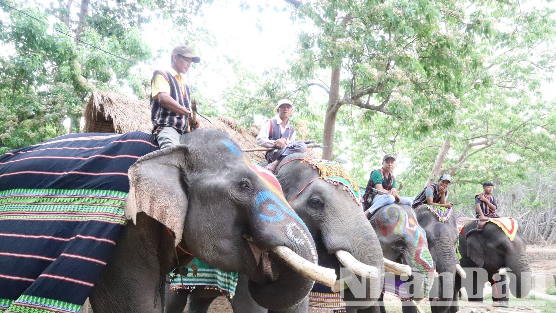 Đến nay, trên địa bàn tỉnh Đắk Lắk còn khoảng 35 cá thể voi nhà, tập trung chủ yếu trên địa bàn huyện Buôn Đôn và Lắk.