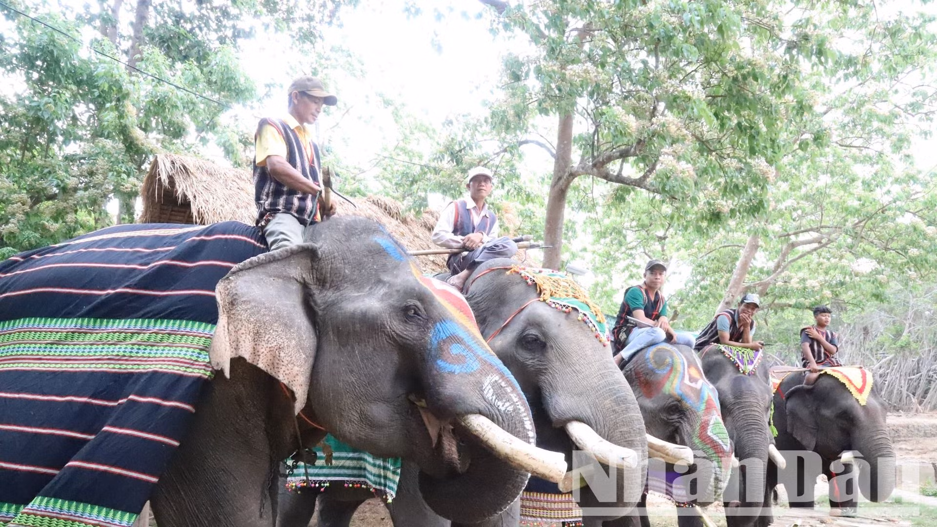 Đến nay, trên địa bàn tỉnh Đắk Lắk còn khoảng 35 cá thể voi nhà, tập trung chủ yếu trên địa bàn huyện Buôn Đôn và Lắk.