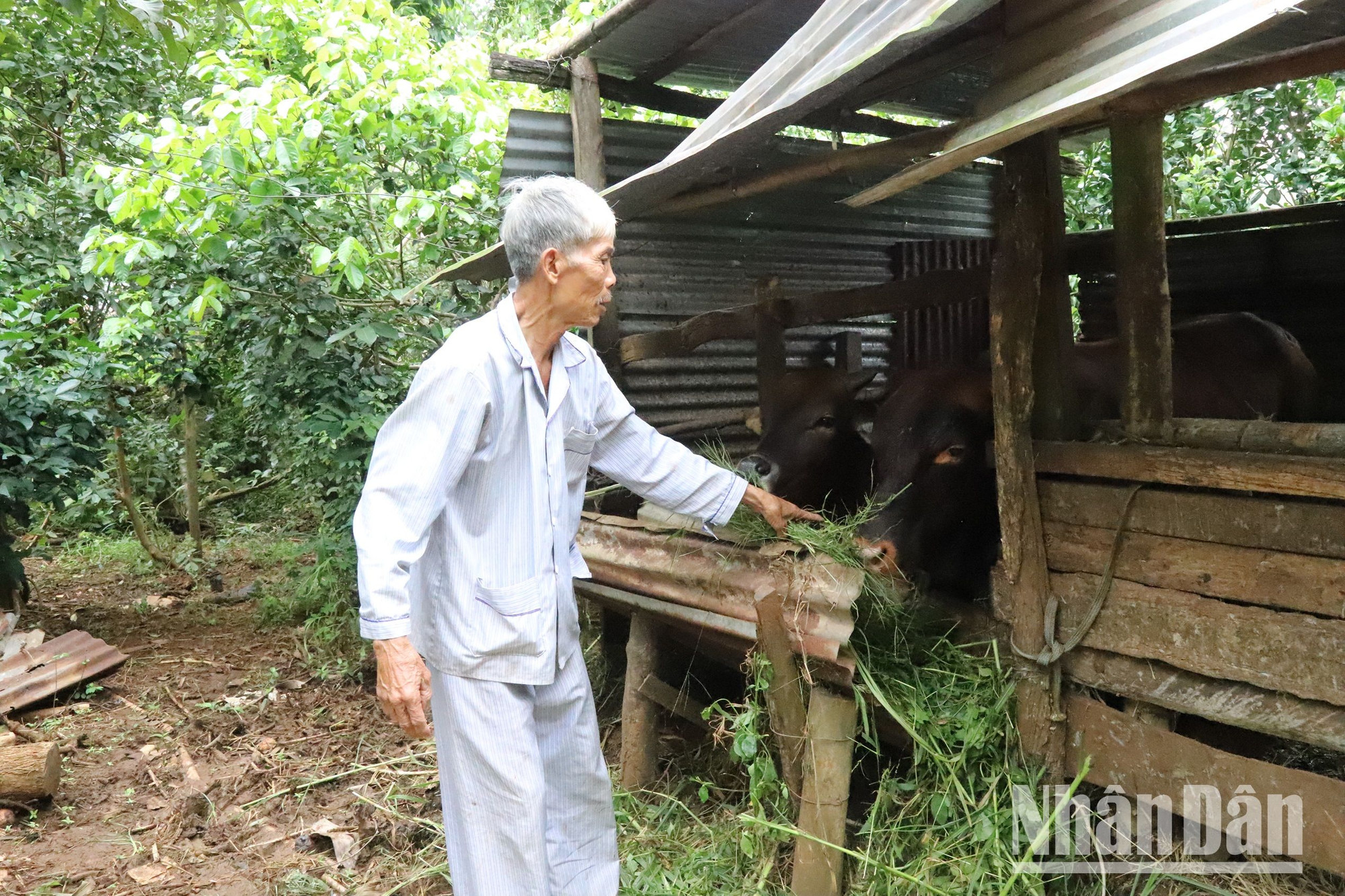 Từ ngày được tặng bò về nuôi, hàng ngày đồng chí Đặng Sỹ Côi luôn chăm sóc kỹ để bò nhanh lớn,giúp gia đình vượt qua khăn, ổn định cuộc sống.