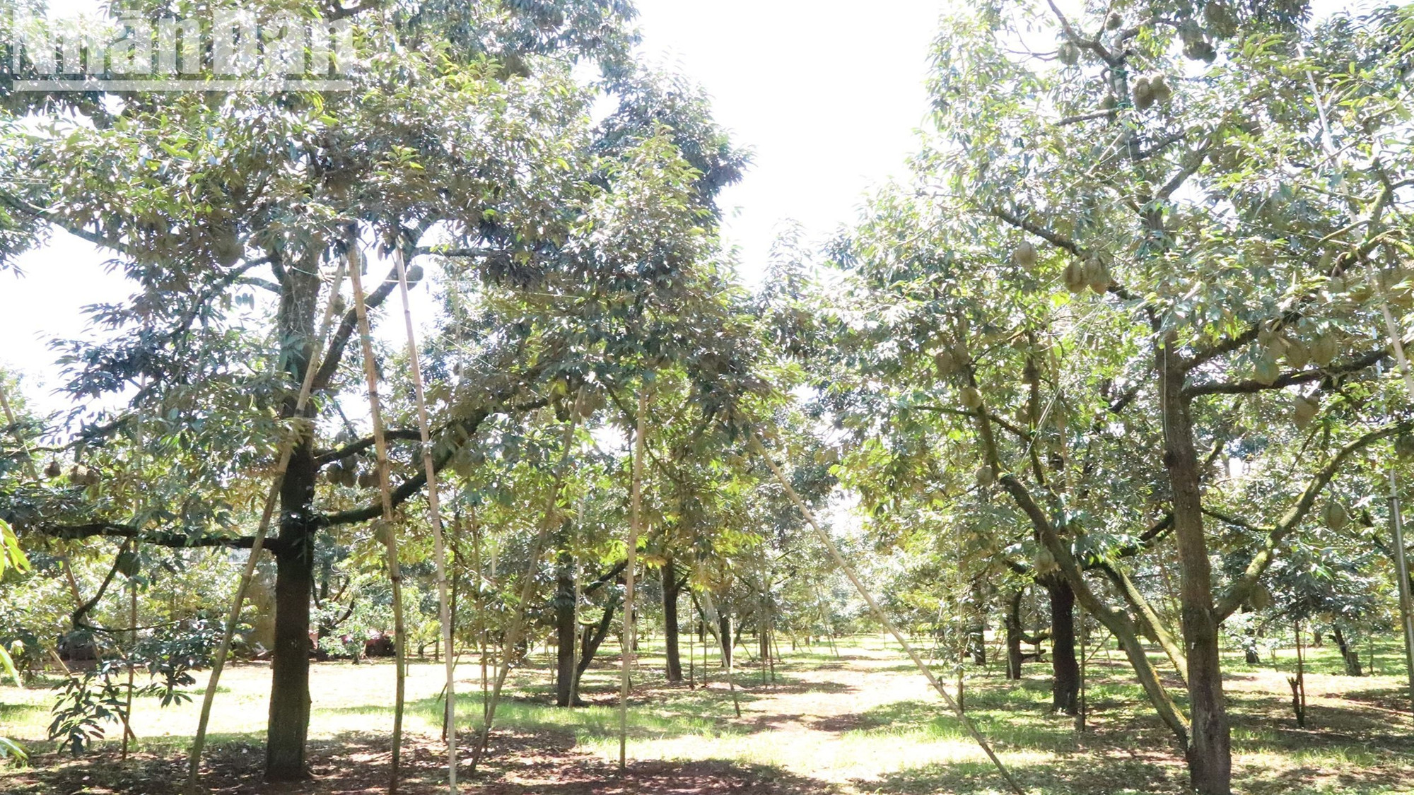 Đến vụ thu hoạch sầu riêng năm 2024, dự kiến diện tích sầu riêng của tỉnh Đắk Lắk đạt khoảng 34.000-35.000ha, sản lượng đạt trên 300.000 tấn, Đắk Lắk đã vươn lên đứng đầu cả nước về diện tích và sản lượng sầu riêng.