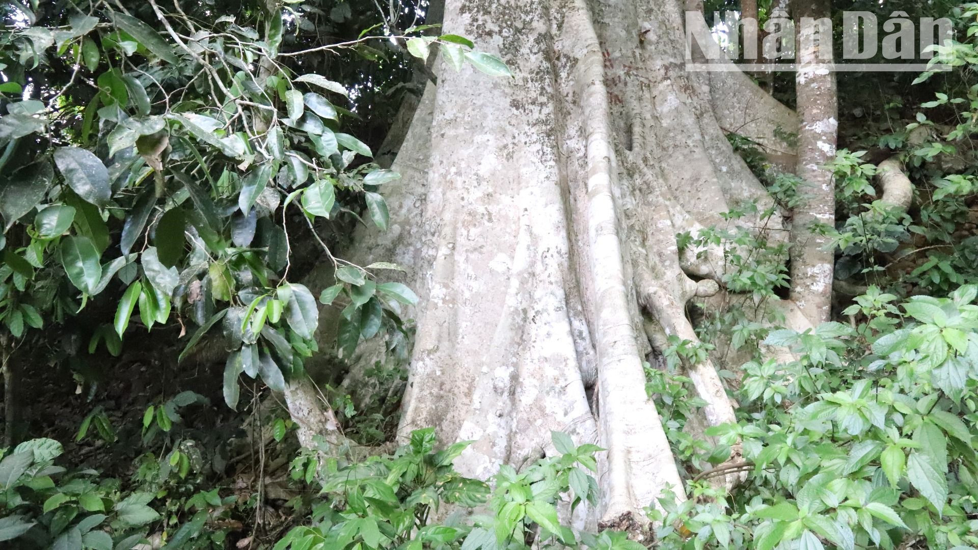 Theo các già làng người Ê Đê, ở đầu nguồn bến nước có những cây cổ thụ hàng trăm năm tuổi thì mạch nước sẽ tuôn chảy ngày đêm, quanh năm suốt tháng không bao giờ cạn. Theo các già làng người Ê Đê, ở đầu nguồn bến nước có những cây cổ thụ hàng trăm năm tuổi thì mạch nước sẽ tuôn chảy ngày đêm, quanh năm suốt tháng không bao giờ cạn.