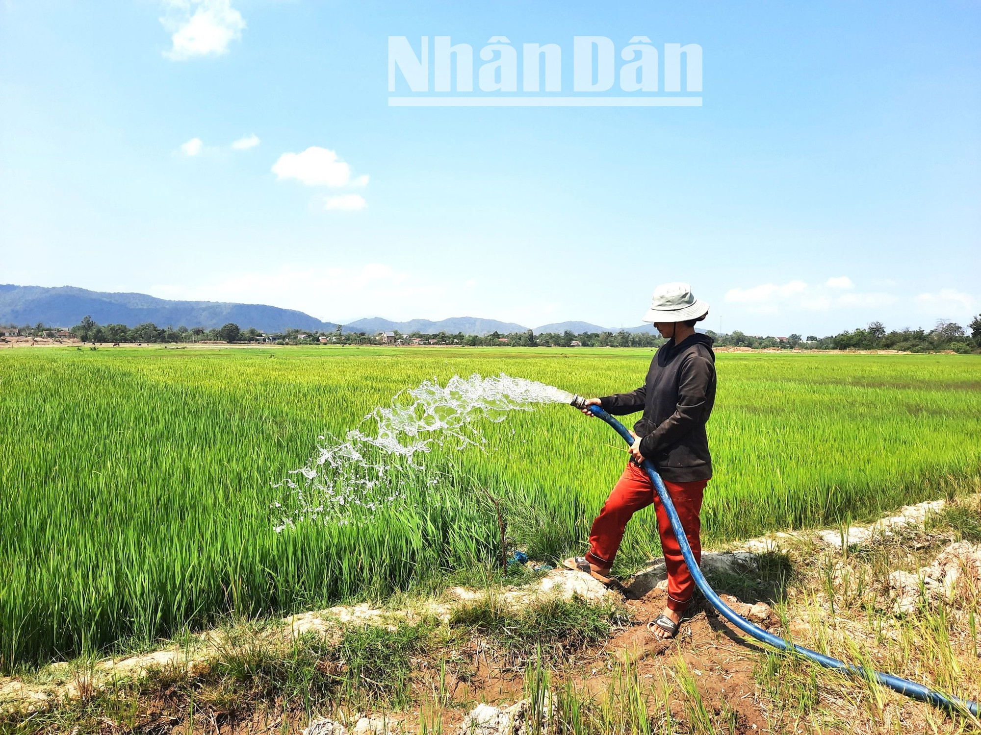Nông dân huyện Lắk bơm nước chống hạn cho cây lúa.