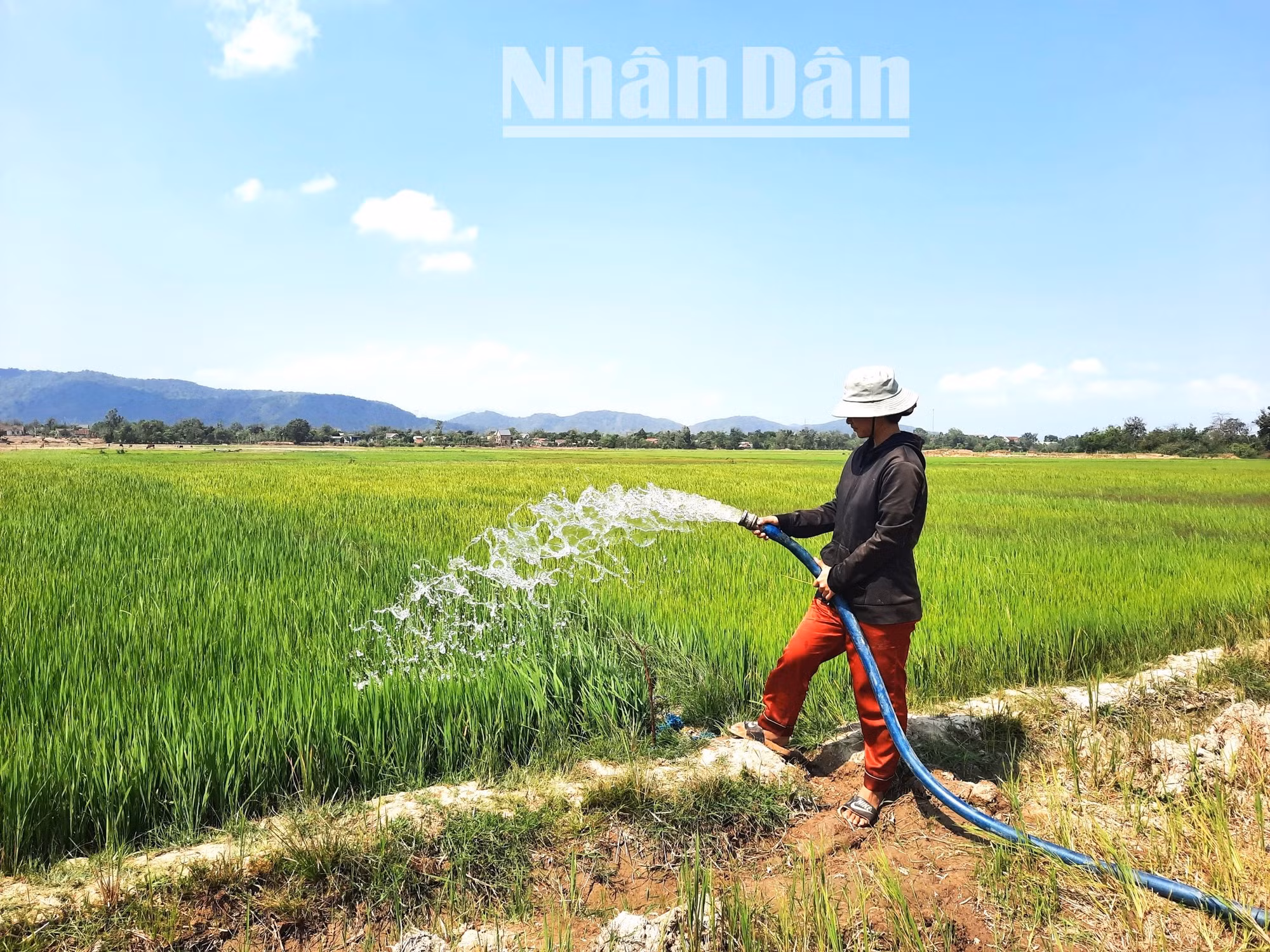 Nông dân huyện Lắk bơm nước chống hạn cho cây lúa.