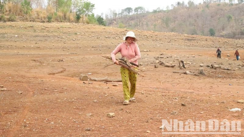 Người dân địa phương còn tranh thủ đi lượm củi khi lòng hồ Ea Súp Thượng khô trơ đáy.