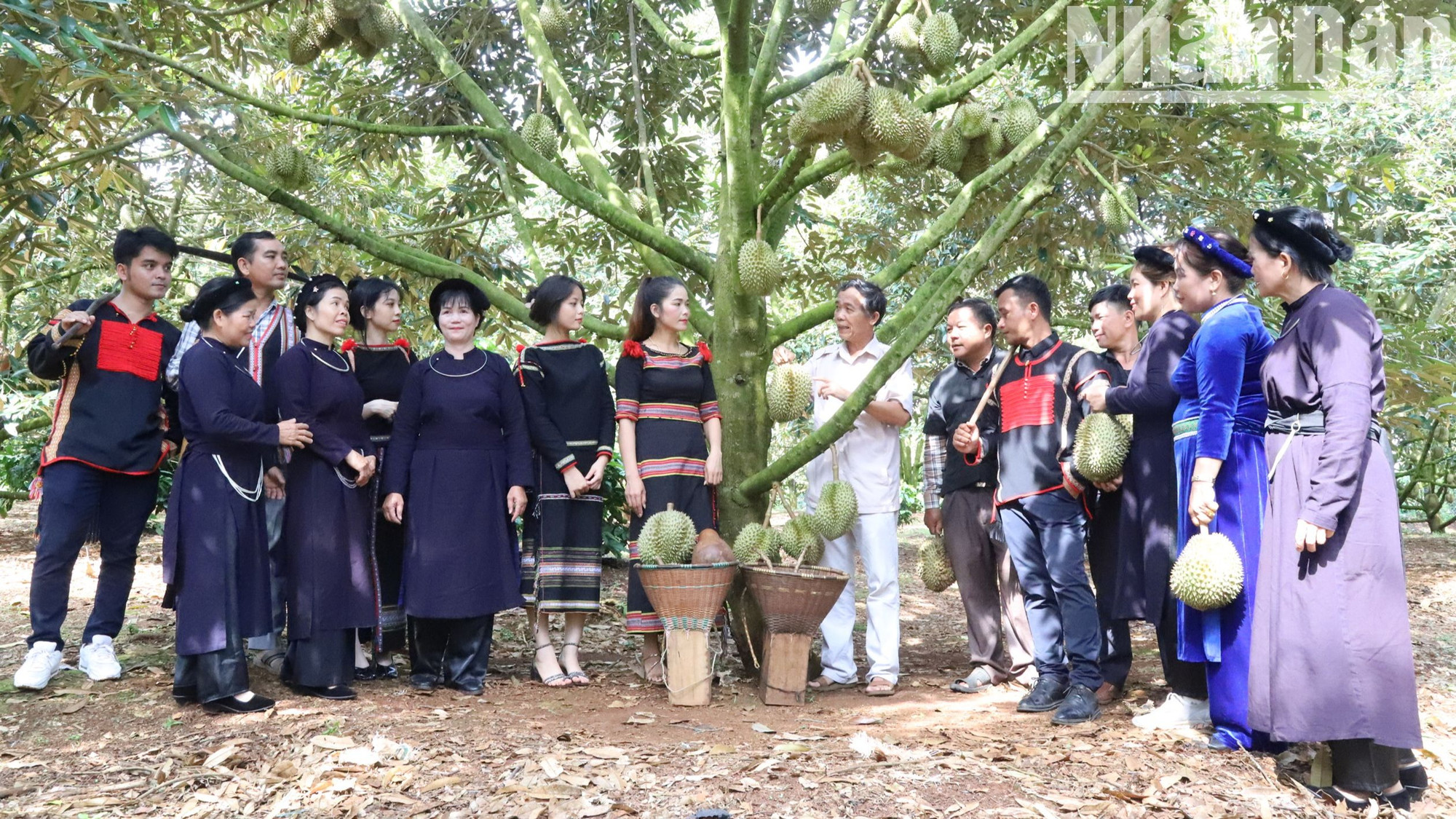 Tỉnh Đắk Lắk có điều kiện khí hậu, thời tiết, thổ nhưỡng thuận lợi để phát triển các loại cây công nghiệp và cây ăn trái cho giá trị kinh tế cao.