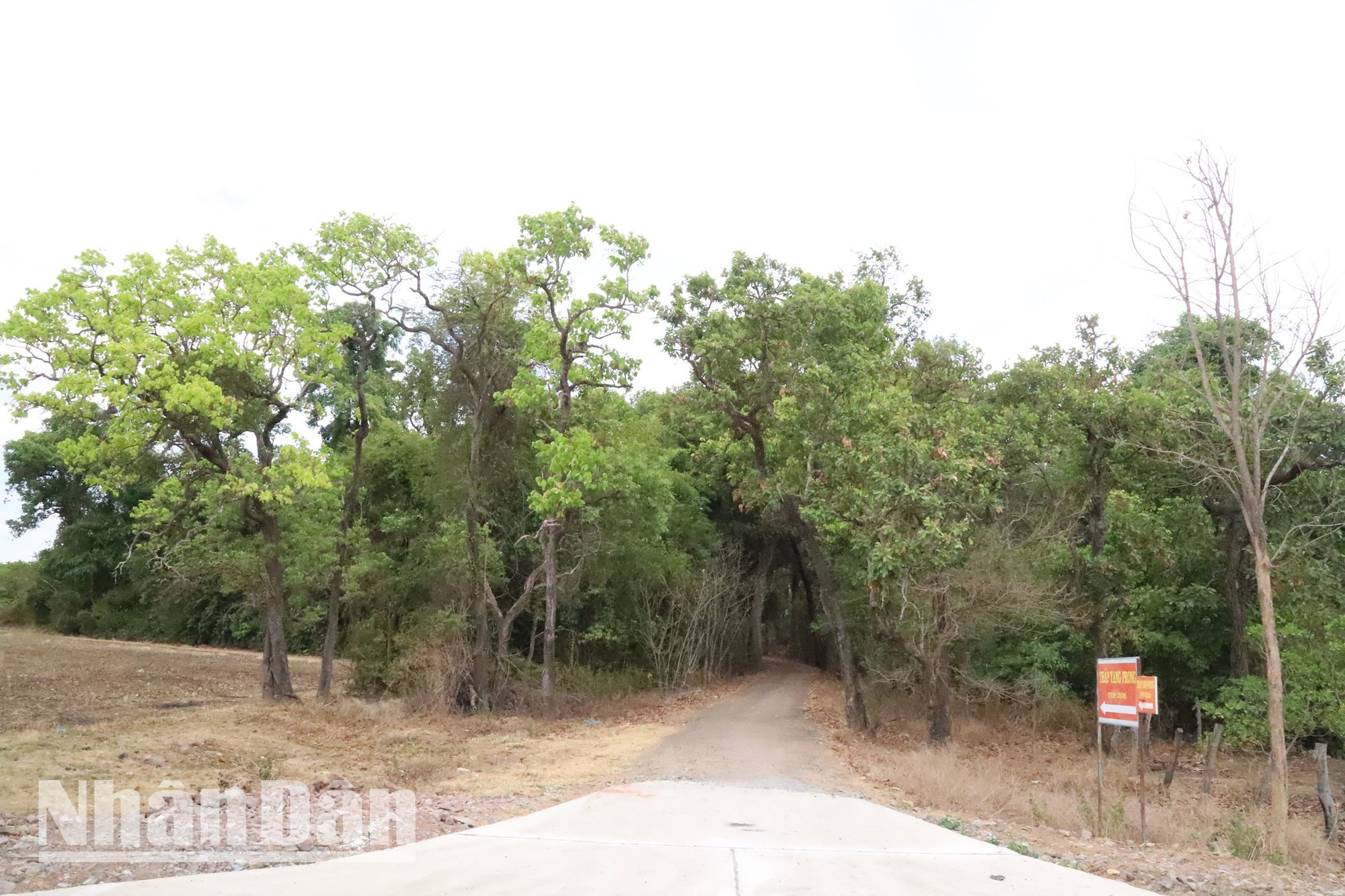 Tháp Yang Prong nằm ẩn mình dưới những tán cây rừng cổ thụ bao bọc chung quanh là cánh đồng lúa nước rộng bao la của huyện Ea Súp và bên dòng sông Ea H’leo hiền hòa.