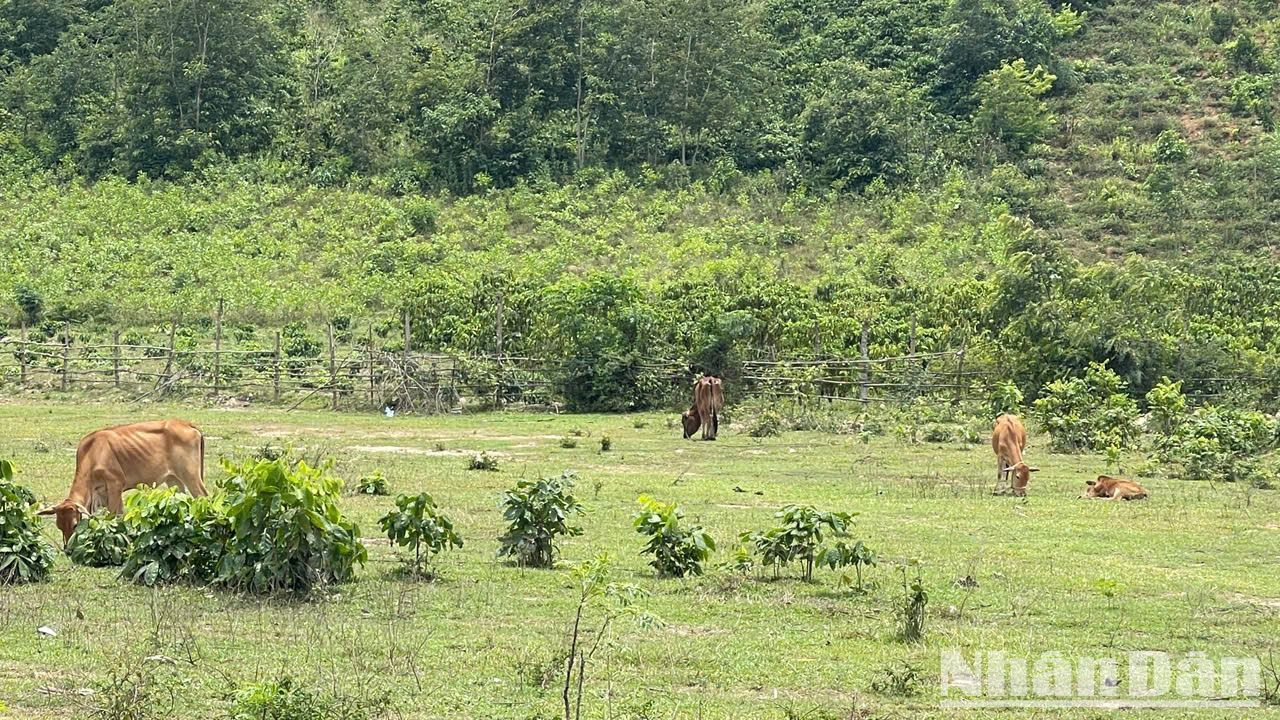 Nhiều người dân địa phương còn tận dụng dự án bị bỏ hoang để làm nơi chăn thả bò. Nhiều người dân địa phương còn tận dụng dự án bị bỏ hoang để làm nơi chăn thả bò.