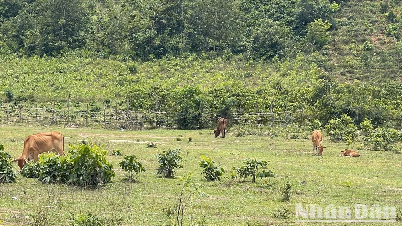 Nhiều người dân địa phương còn tận dụng dự án bị bỏ hoang để làm nơi chăn thả bò.