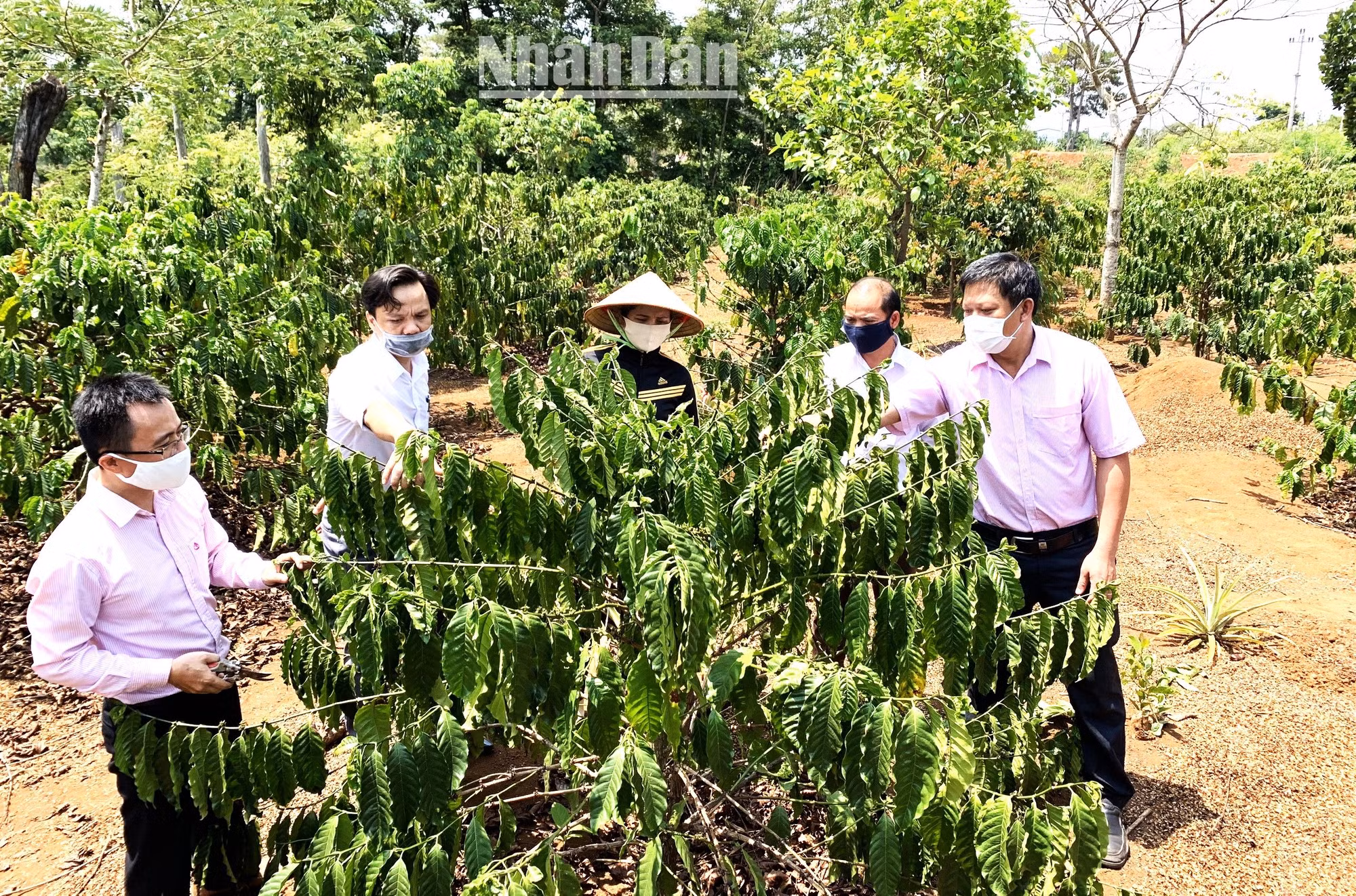 Cà-phê là cây trồng chủ lực ở Đắk Lắk hiện nay.