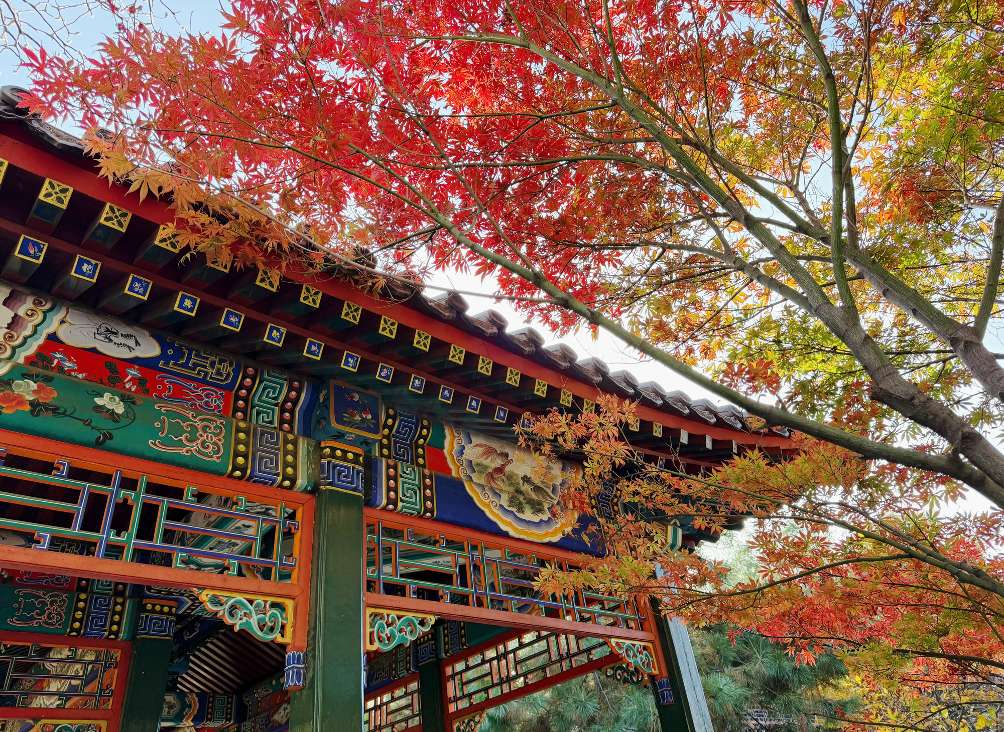 Lá phong đỏ bên kiến trúc cổ kính ở Bắc Kinh.