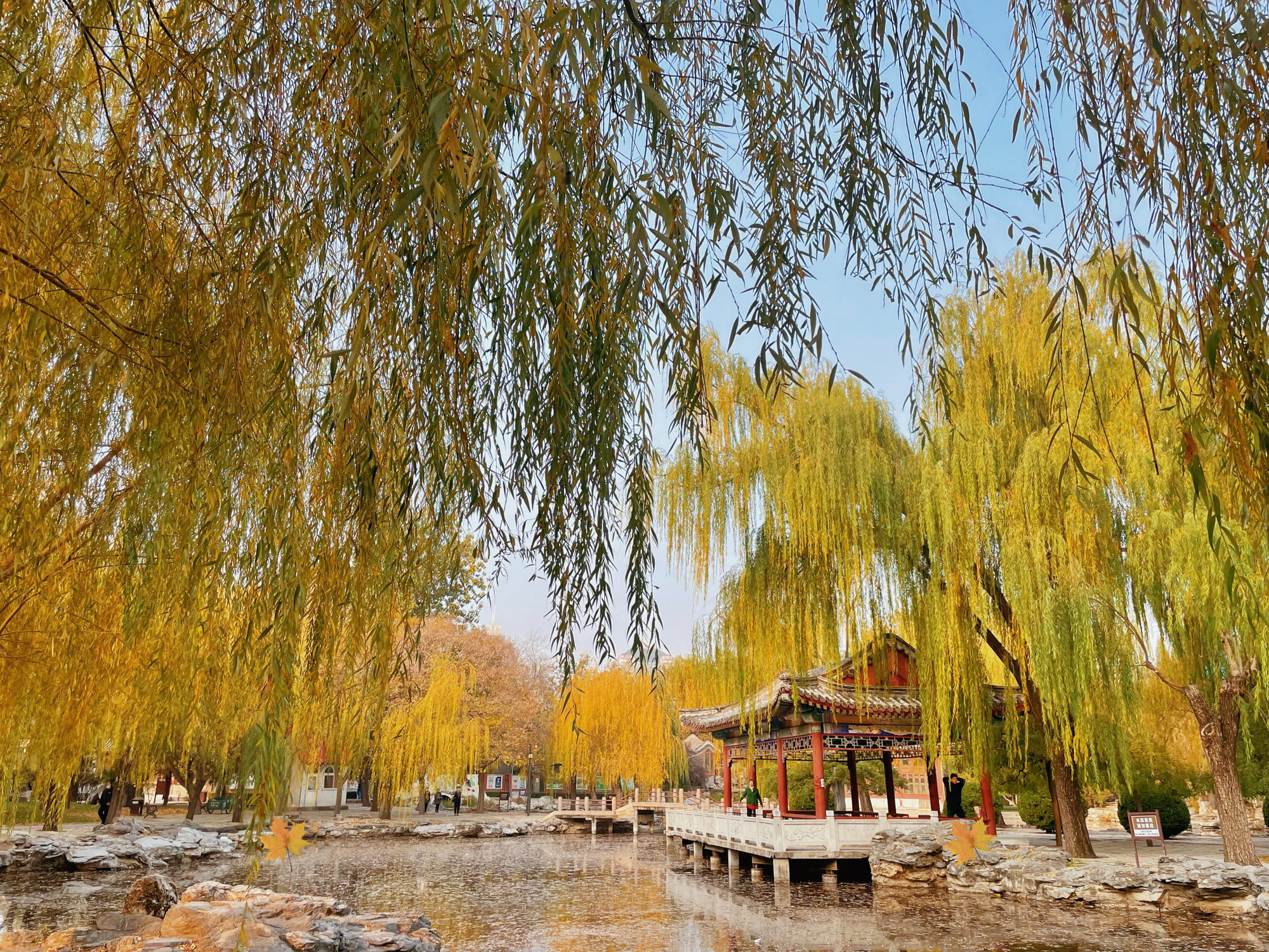 Những hàng liễu rủ càng làm nổi bật cảnh sắc của mùa đẹp nhất trong năm.