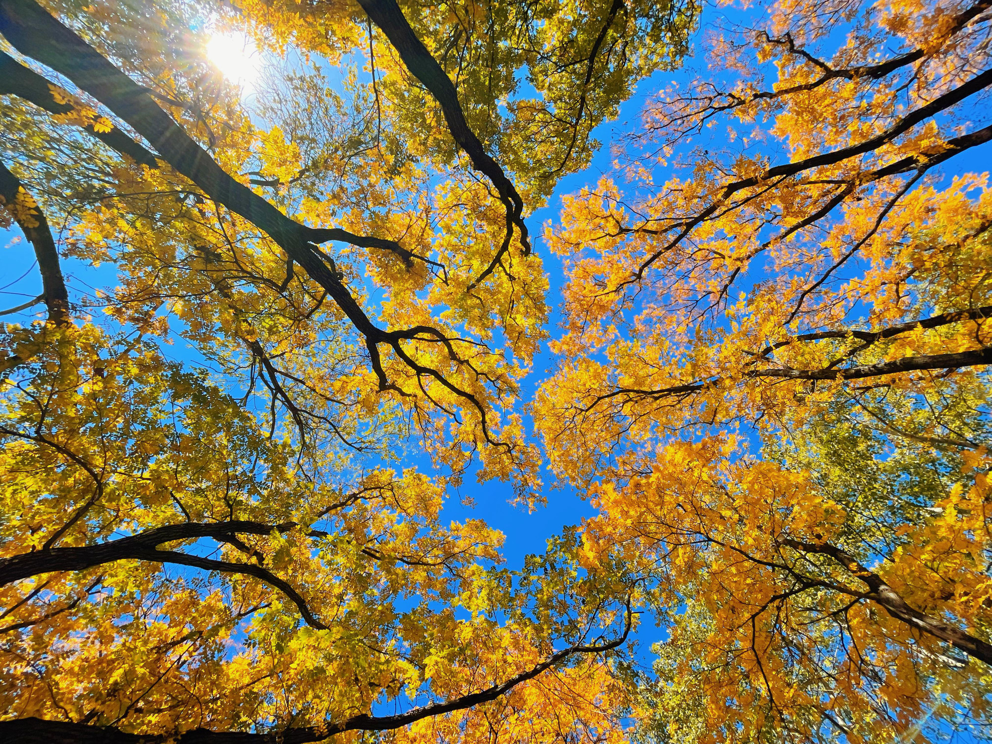 Mùa thu lãng mạn dưới những tán lá vàng rực rỡ.