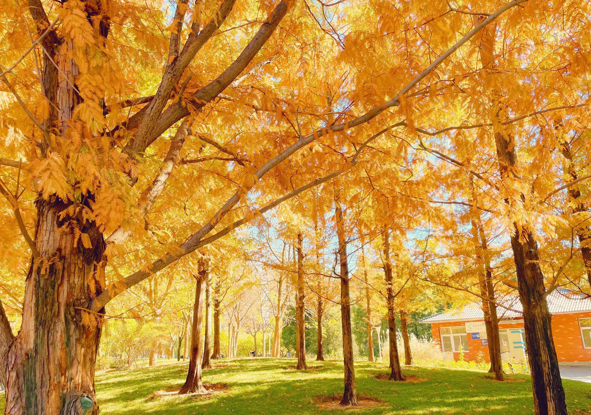 Sắc thu vàng rực rỡ.