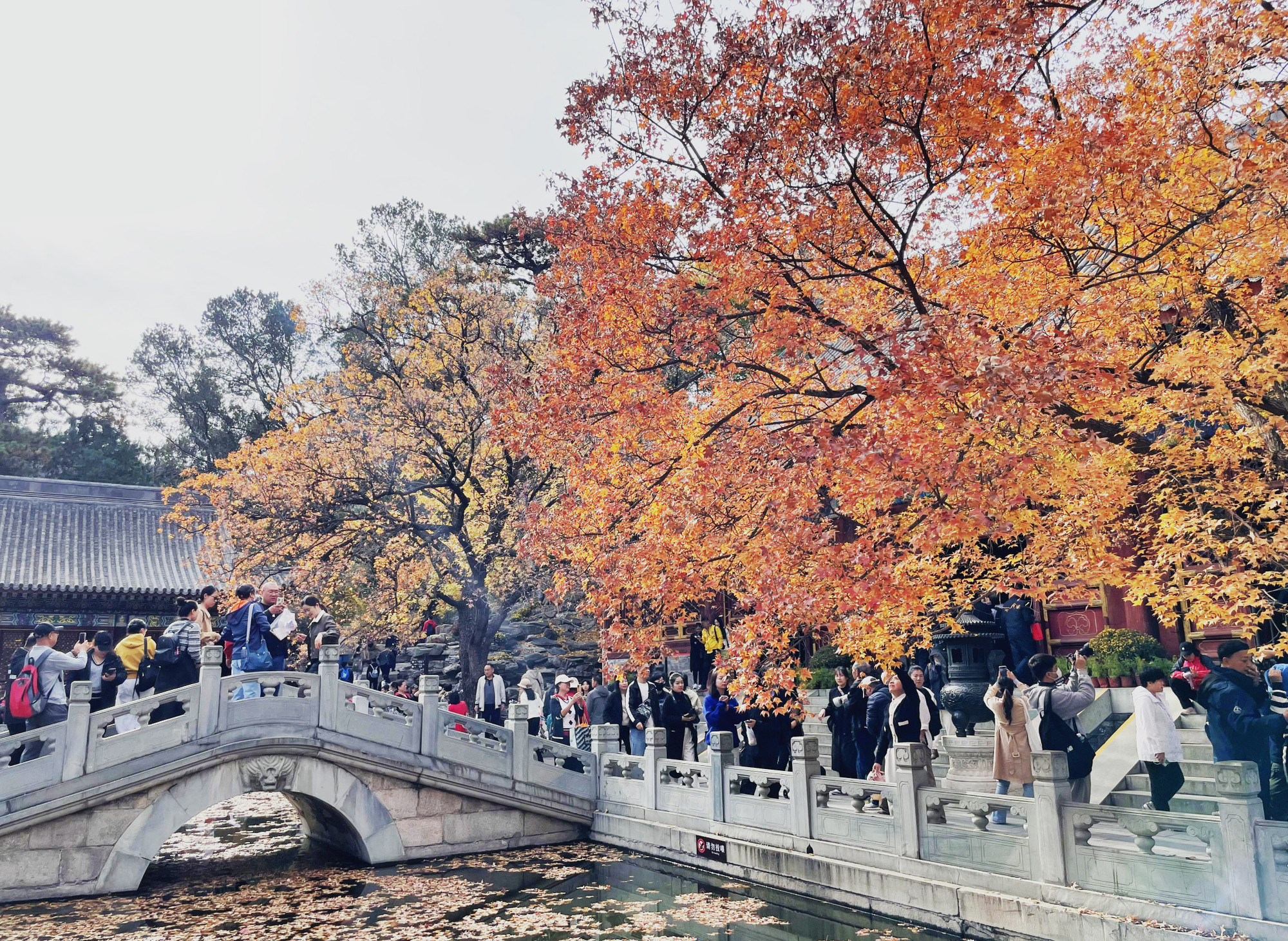 Công viên Hương Sơn ở Bắc Kinh, nổi tiếng với lá phong đỏ.