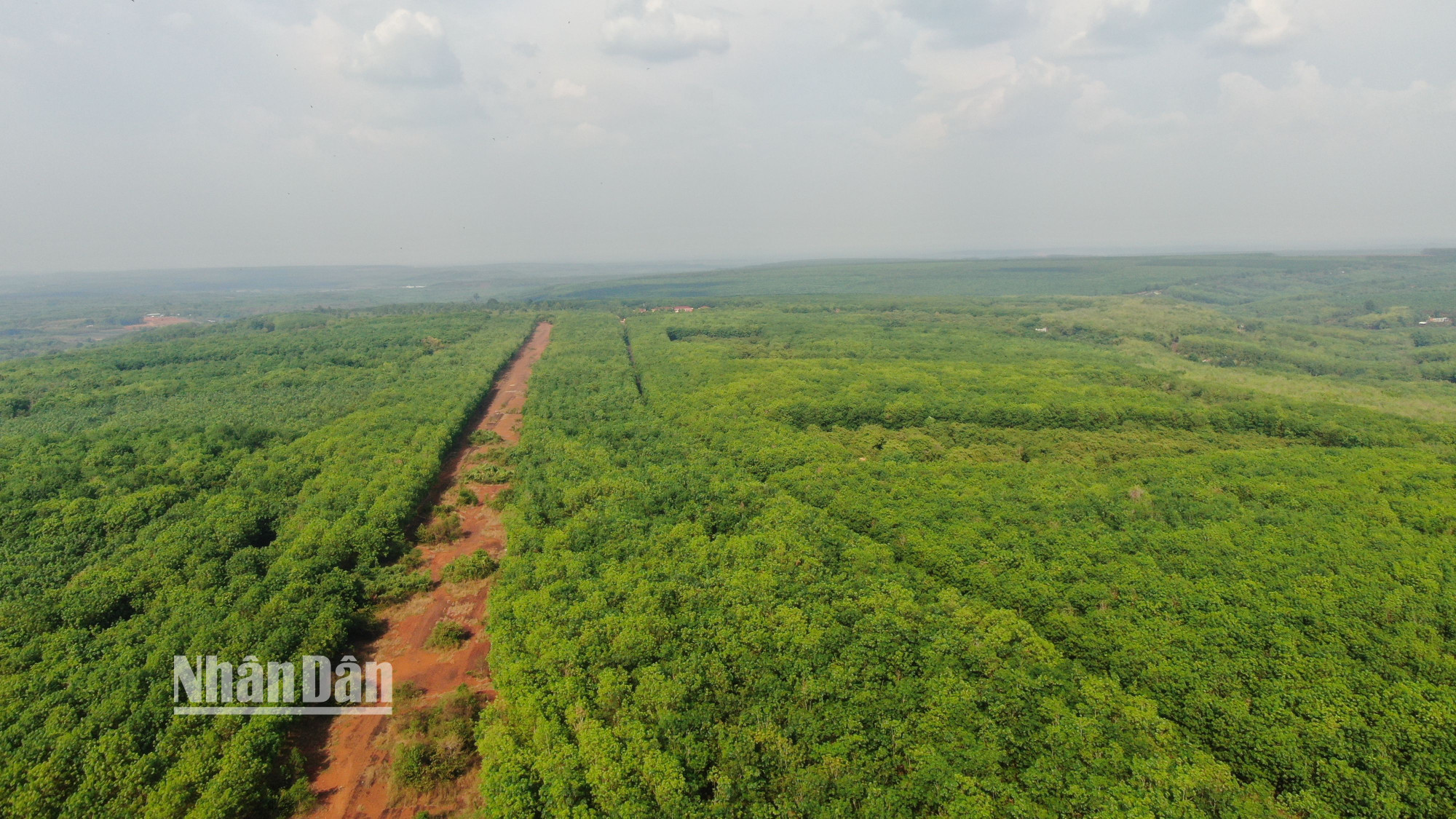 Bình Phước là một trong những tỉnh có diện tích cao-su đứng đầu cả nước.