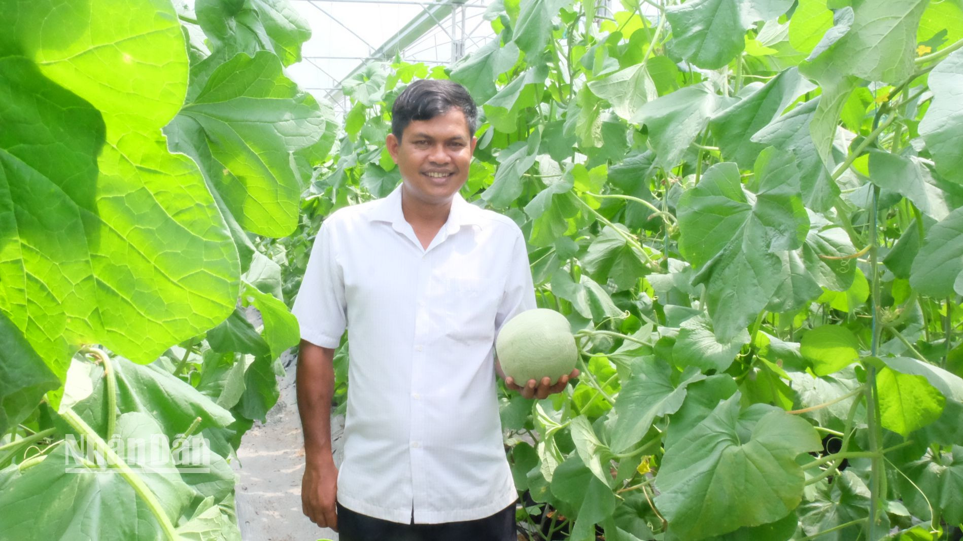Sản phẩm dưa lưới được trồng đạt chất lượng OCOP ở Bình Phước.