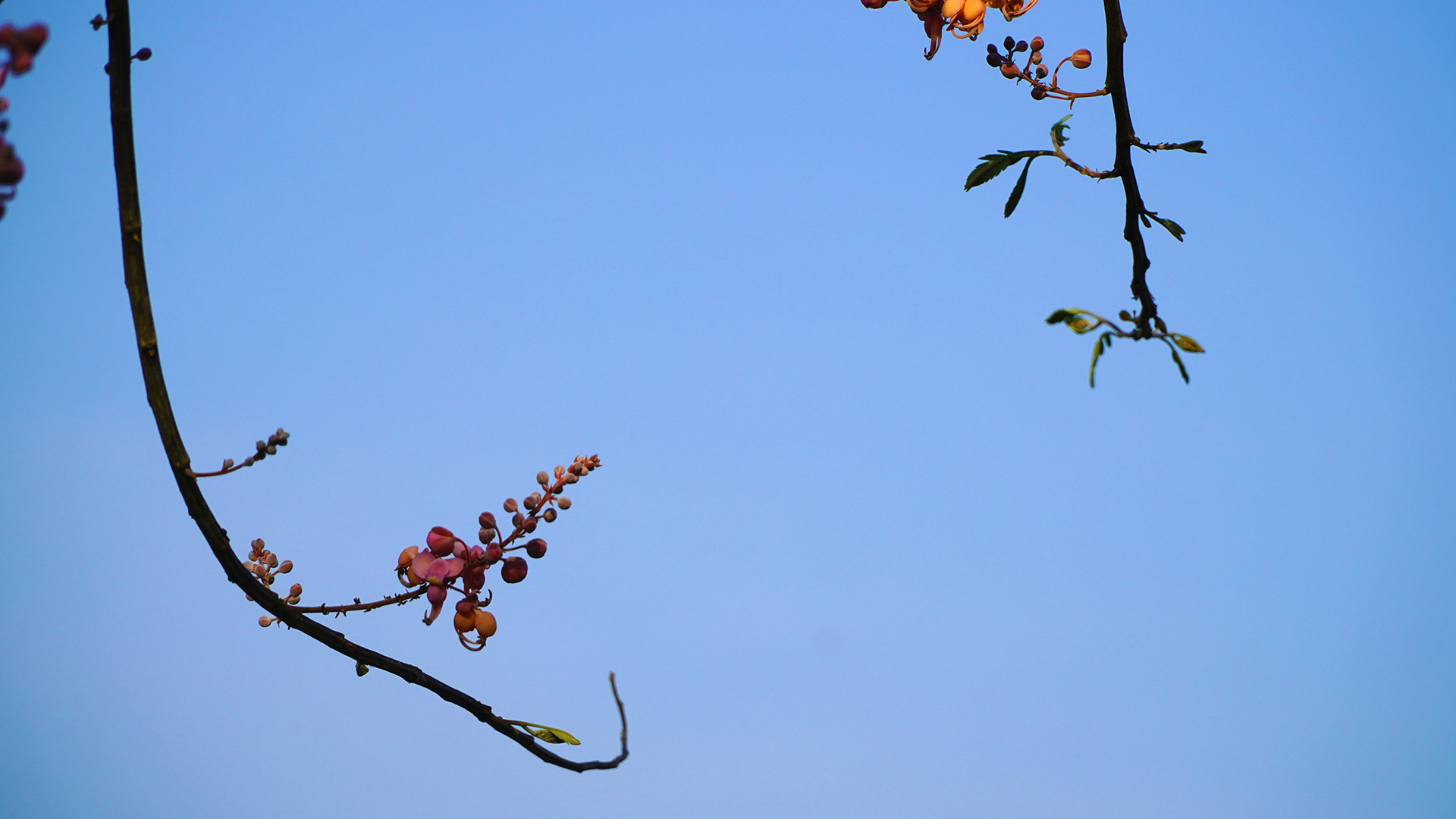 Mỗi năm ô môi chỉ ra bông một mùa. Ảnh: HỮU NGHĨA
