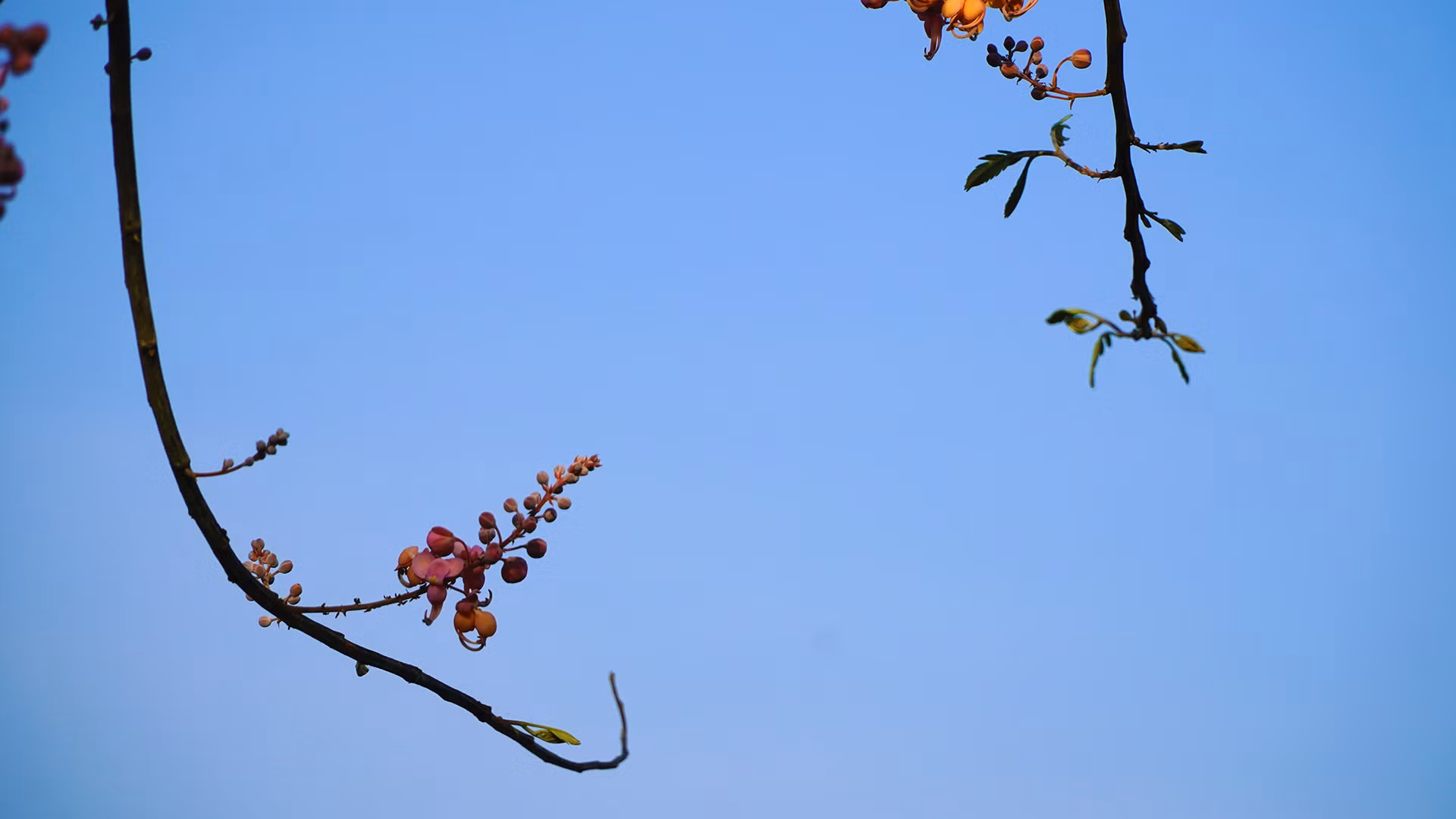 Mỗi năm ô môi chỉ ra bông một mùa. Ảnh: HỮU NGHĨA