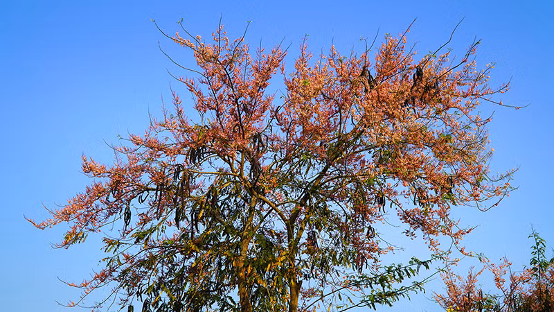 Nao nao mùa bông ô môi