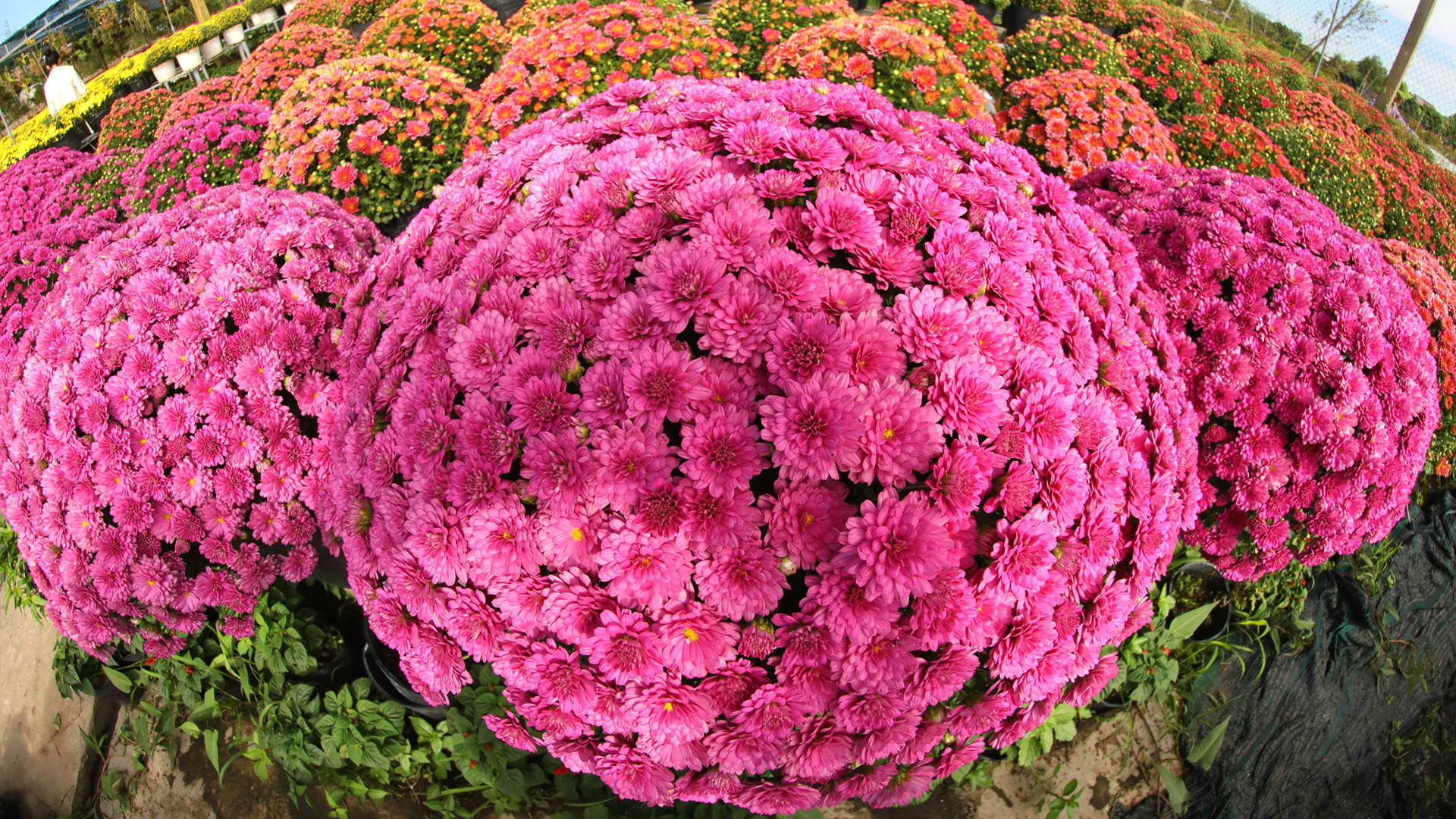 Cúc mâm xôi nhiều màu, là giống mới từ Hàn Quốc được bà con nông dân trồng, chăm sóc.