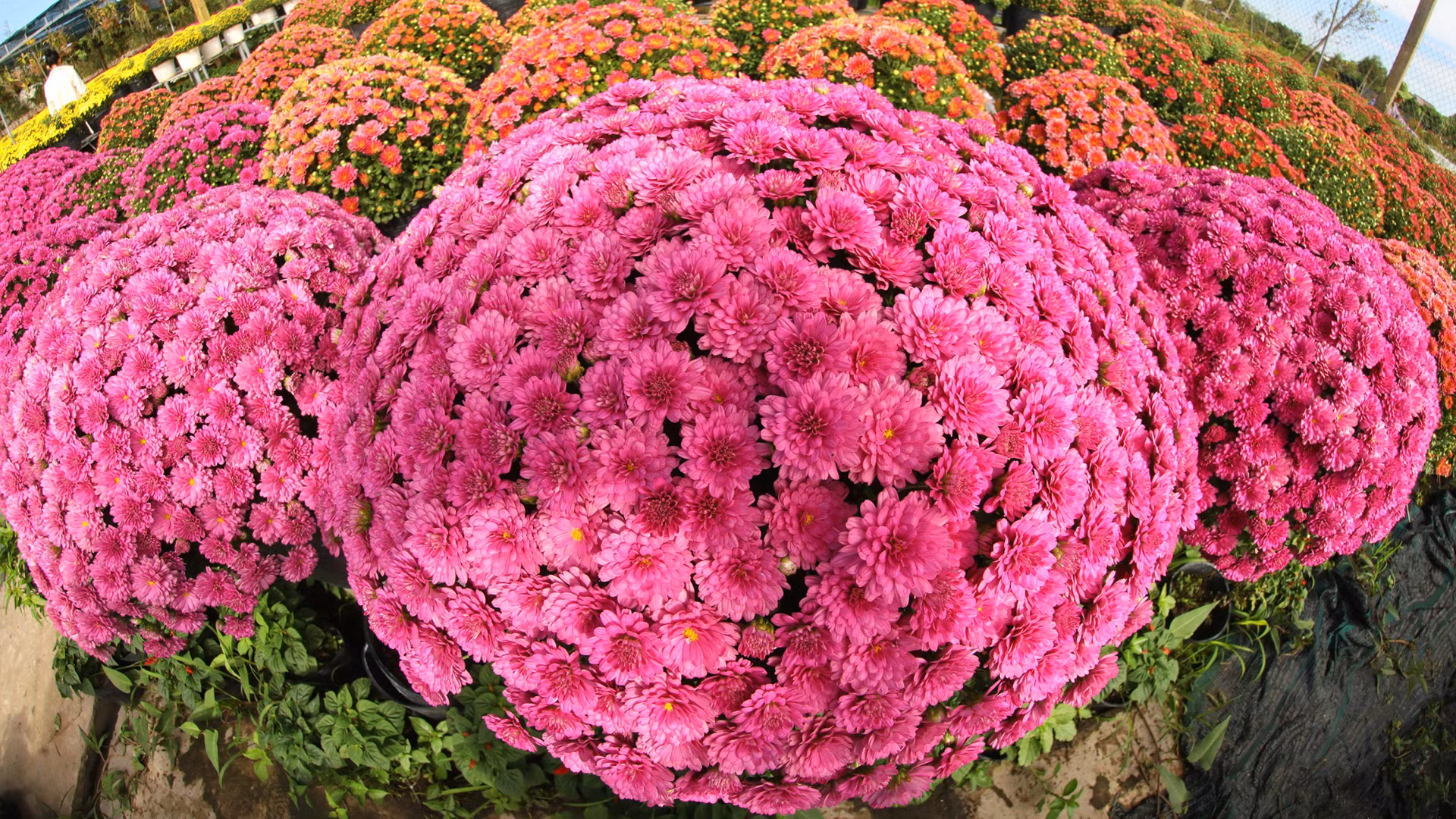 Cúc mâm xôi nhiều màu, là giống mới từ Hàn Quốc được bà con nông dân trồng, chăm sóc.