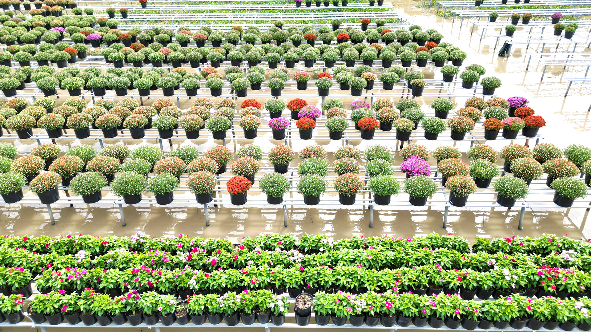 Ruộng hoa trưng bày phục vụ du khách trong dịp Festival (Ảnh: Khương Lê Minh)