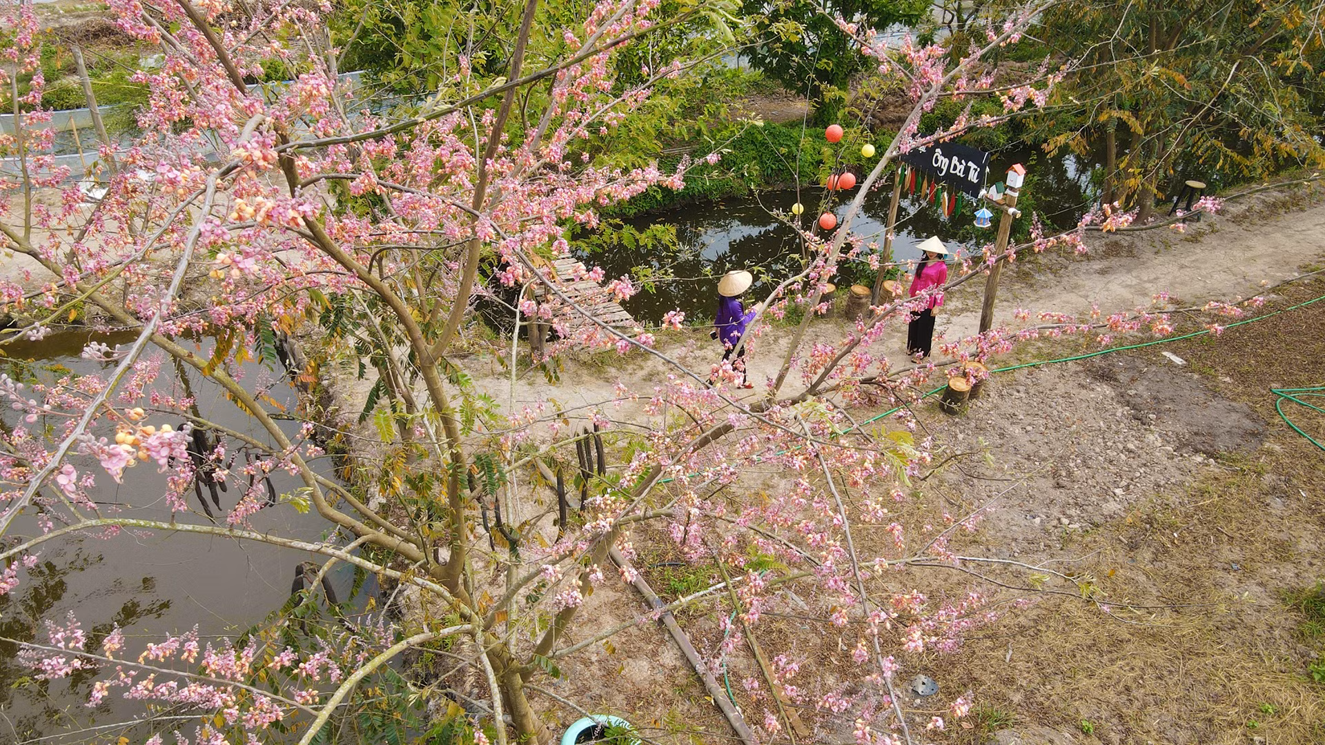 Du khách tham quan, chụp ảnh cùng bông ô môi tại xã Phú Điền, huyện Tháp Mười. Ảnh: HỮU NGHĨA