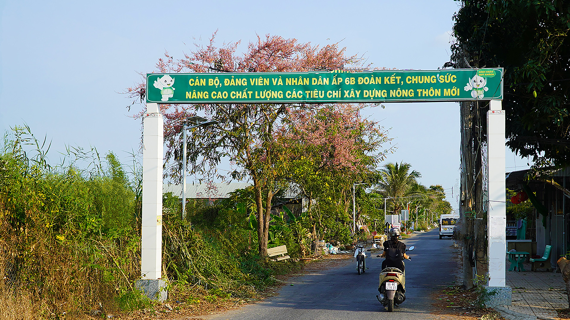 Cây ô môi tại một tuyến lộ nông thôn. Ảnh: HỮU NGHĨA