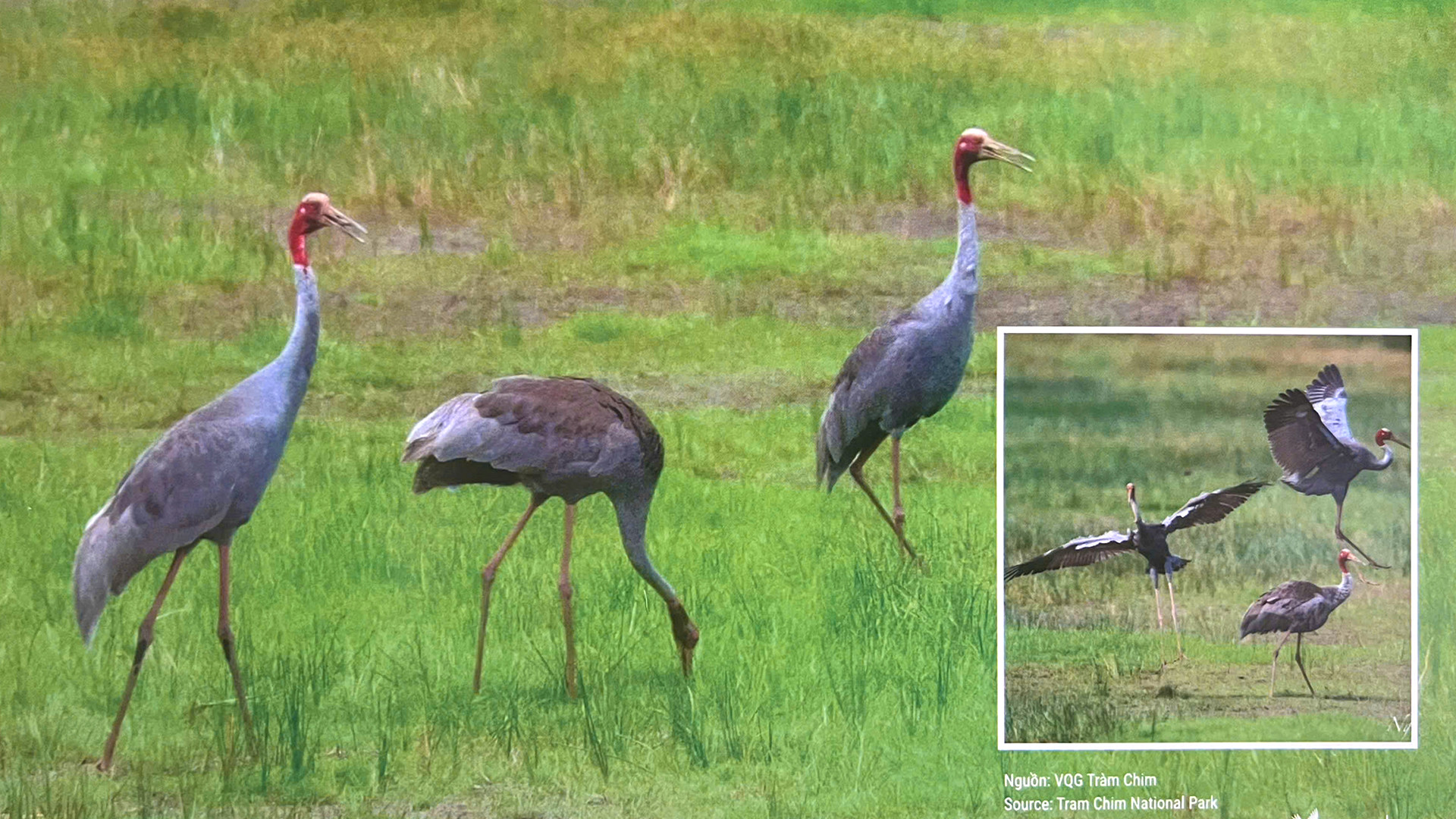 Sếu đầu đỏ. (Ảnh: Vườn quốc gia Tràm Chim) Sếu đầu đỏ. (Ảnh: Vườn quốc gia Tràm Chim)