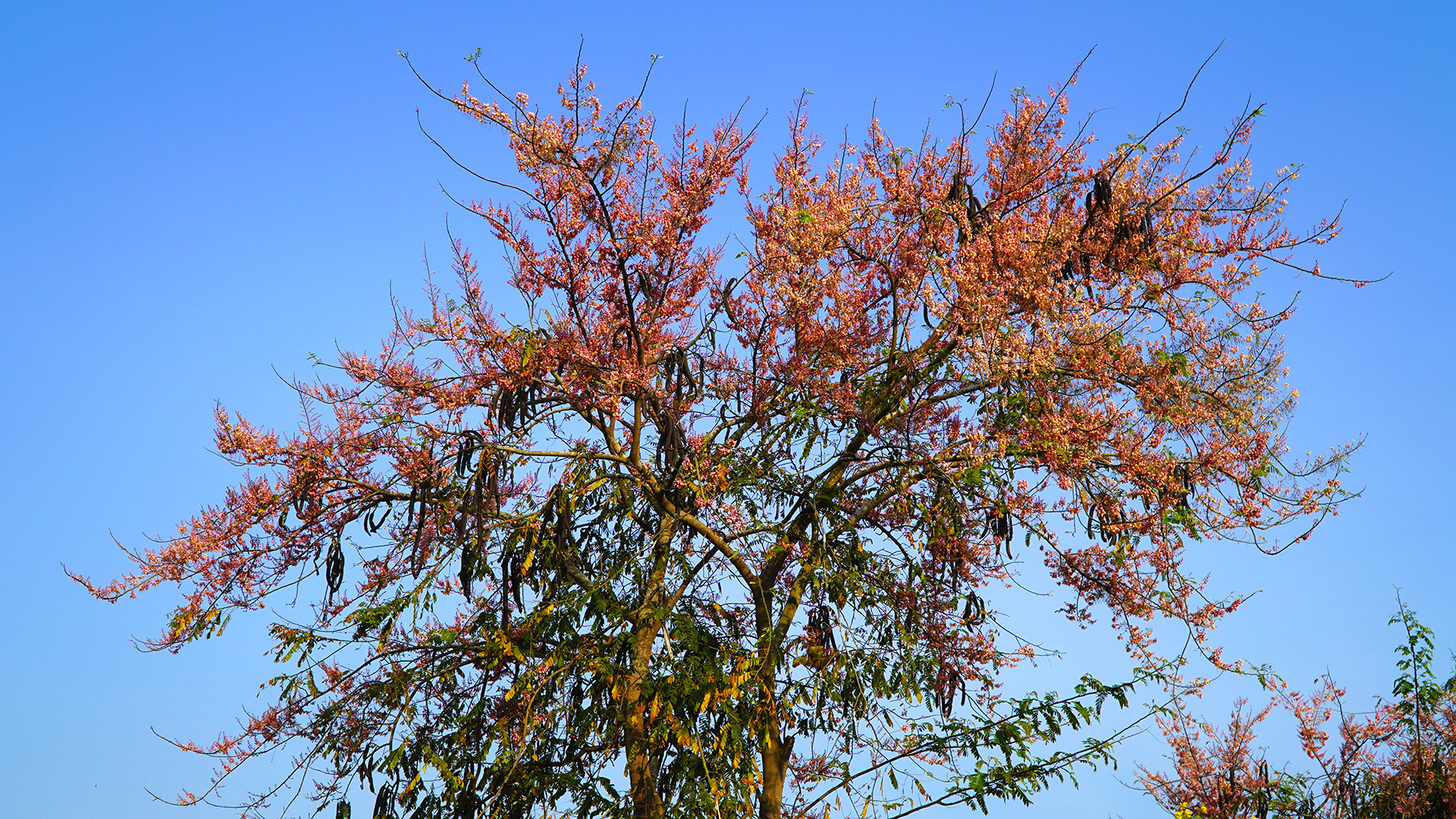 Nhiều địa phương ở huyện Tháp Mười rợp trời bông ô môi. Ảnh: HỮU NGHĨA