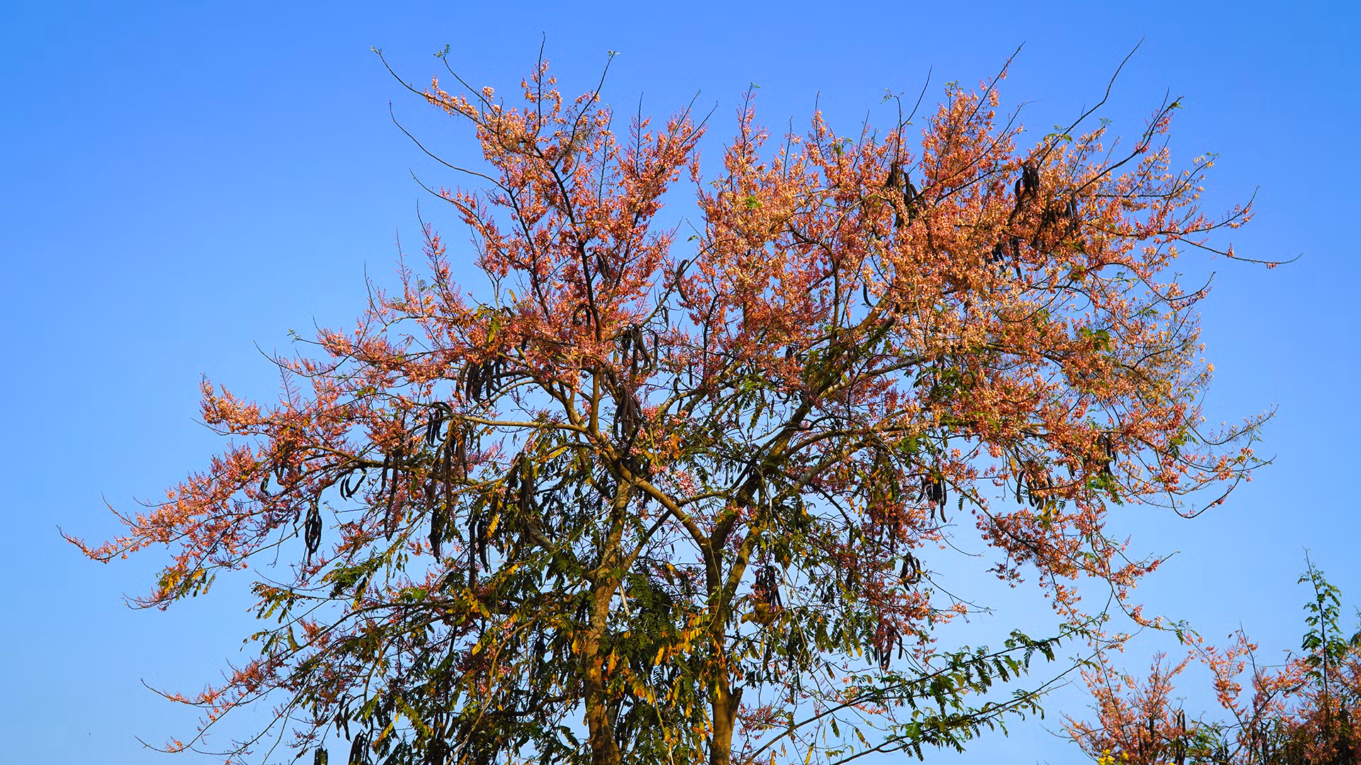 Nhiều địa phương ở huyện Tháp Mười rợp trời bông ô môi. Ảnh: HỮU NGHĨA